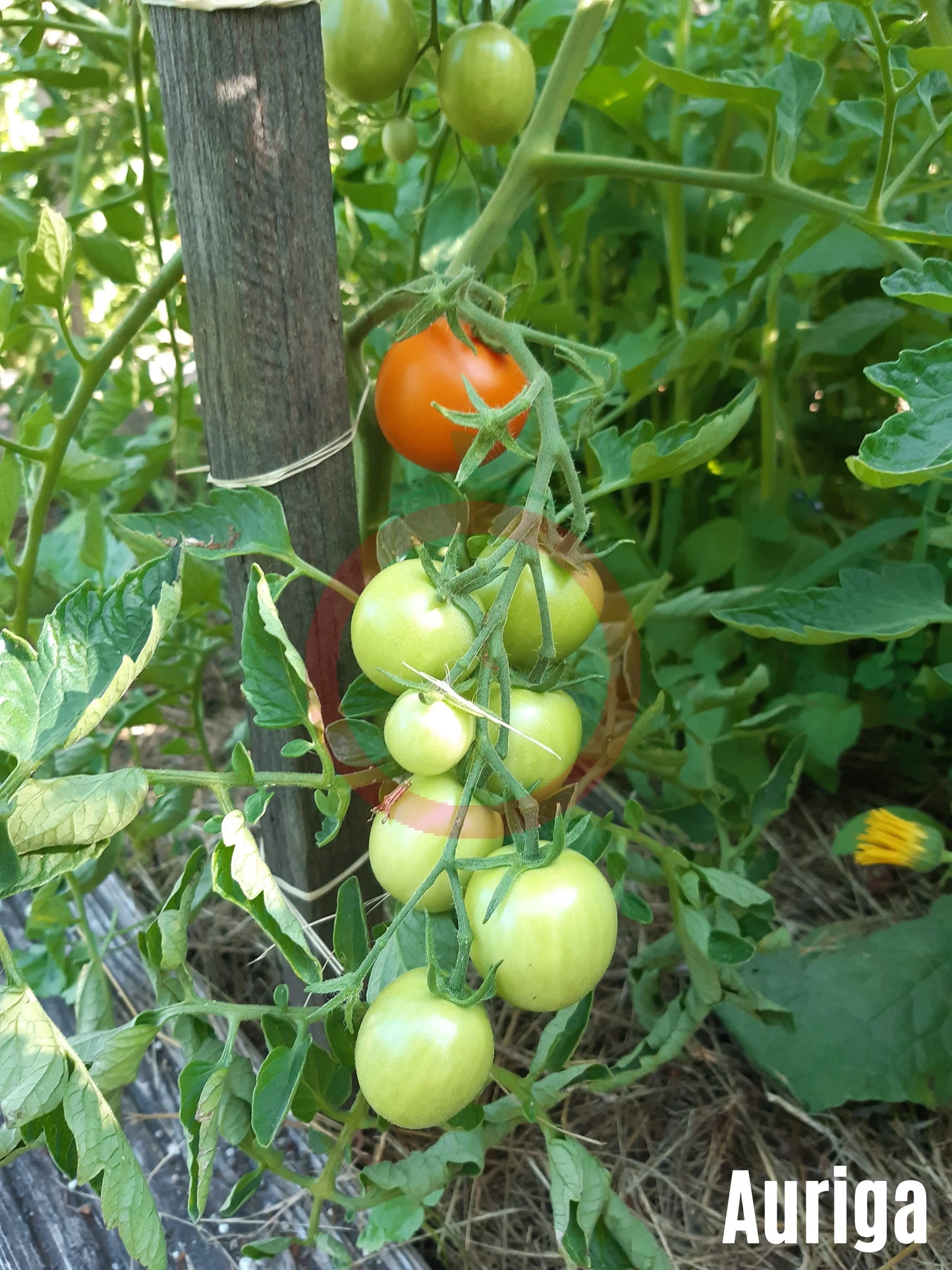 Auriga DER TOMATENFLÜSTERER