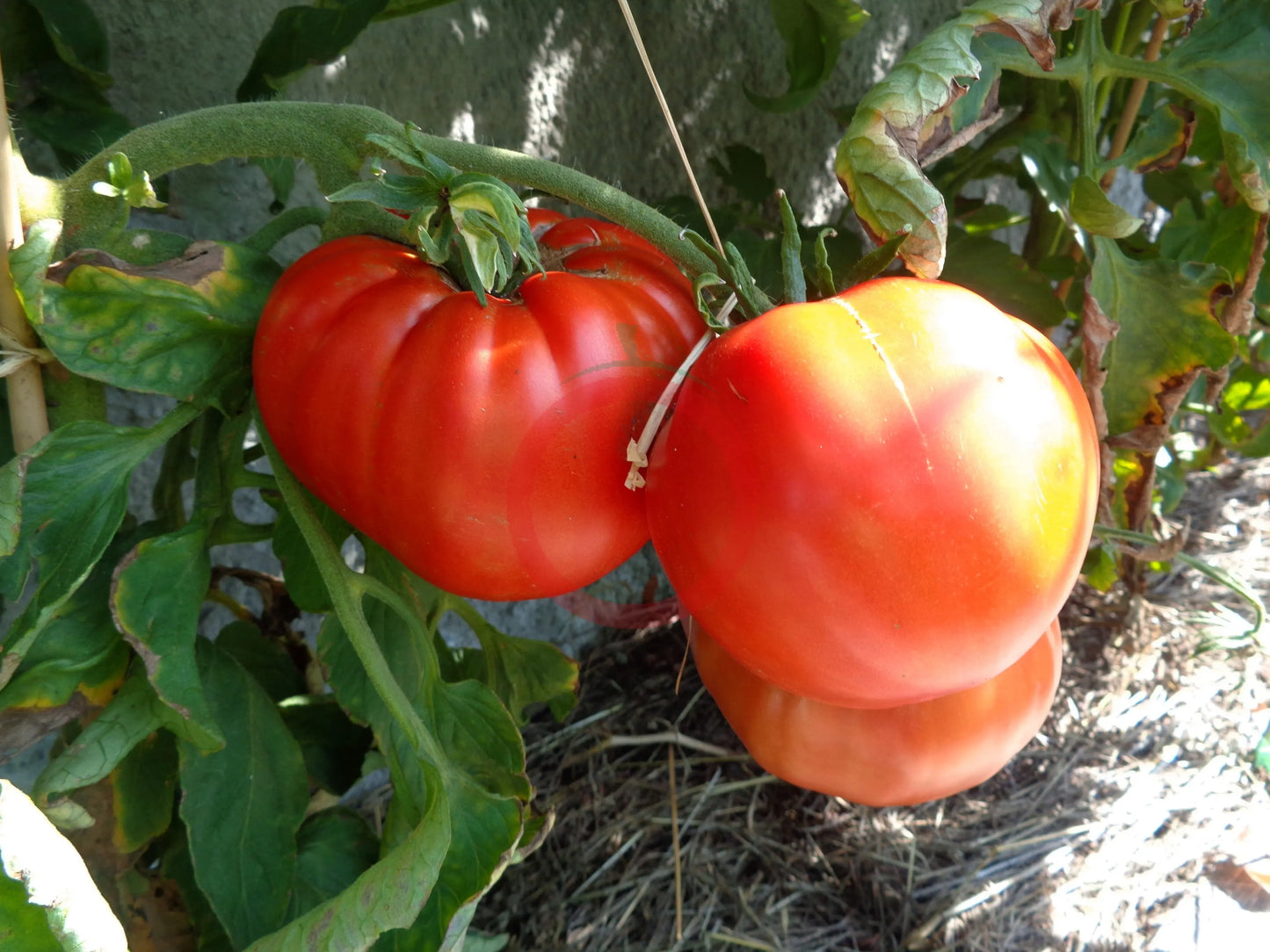Aussie DER TOMATENFLÜSTERER