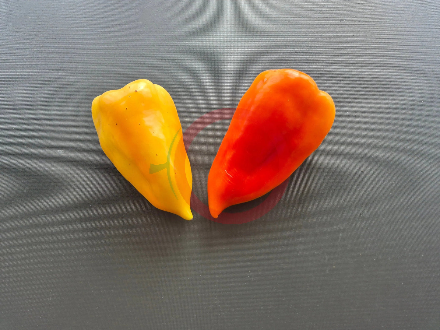 Bácskai Fehér DER TOMATENFLÜSTERER