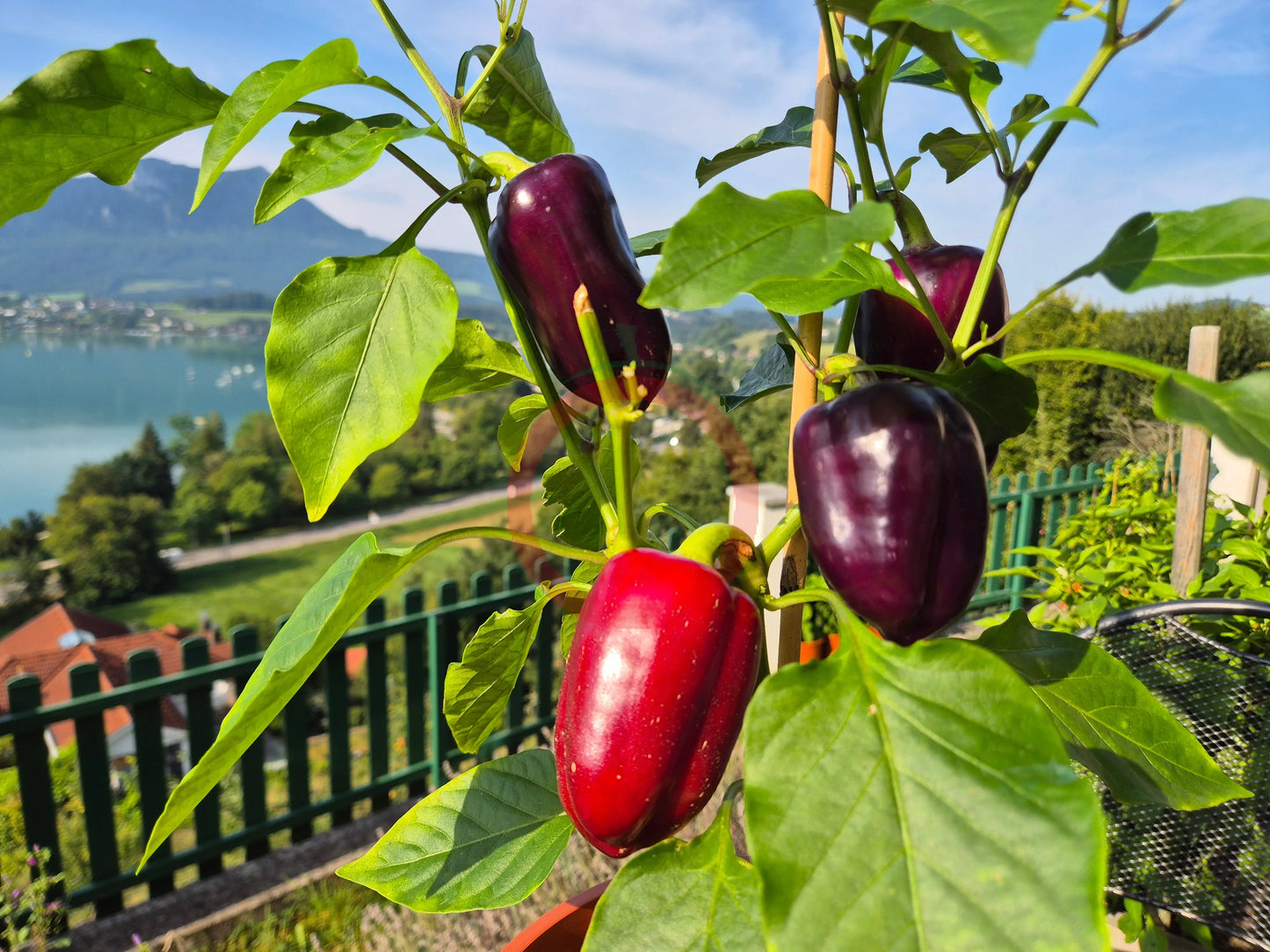 Bagira DER TOMATENFLÜSTERER