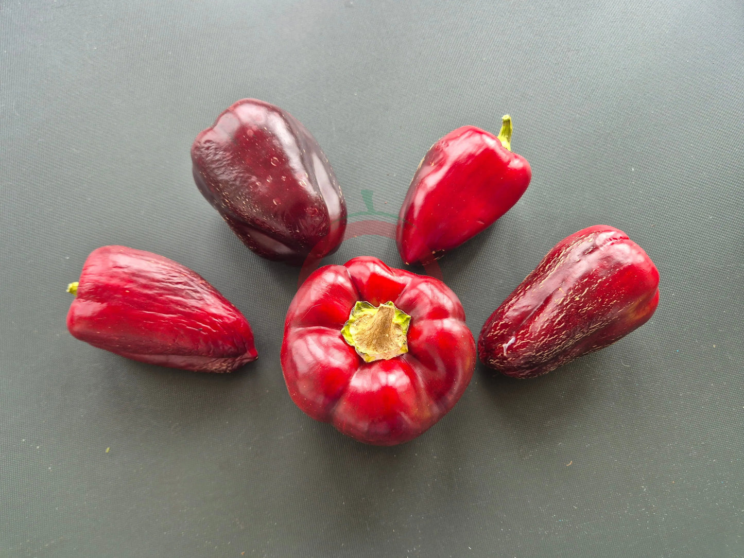 Bagira DER TOMATENFLÜSTERER