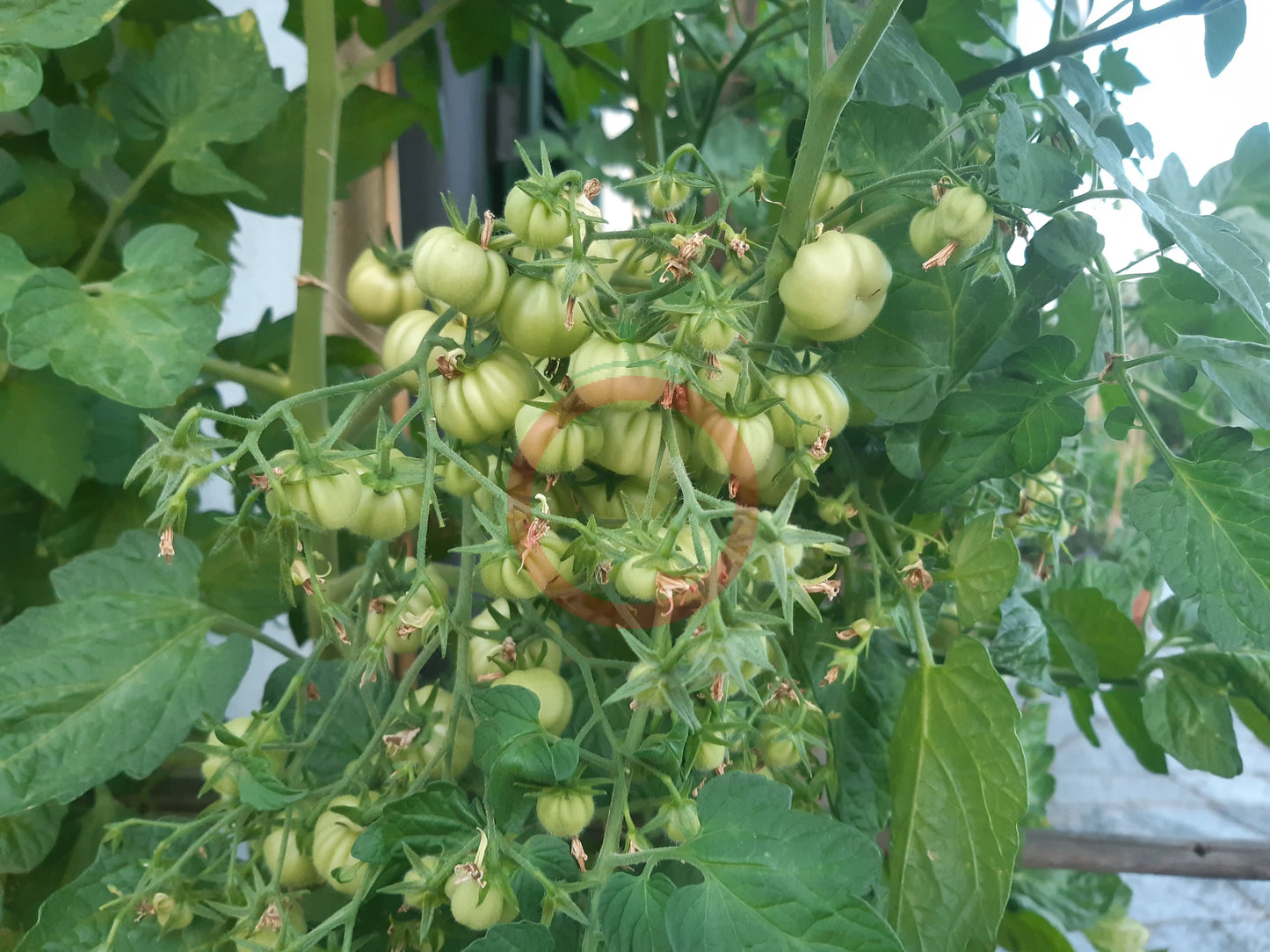 Ballen multiflora DER TOMATENFLÜSTERER