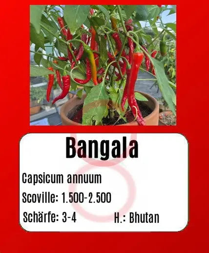 Bangala DER TOMATENFLÜSTERER
