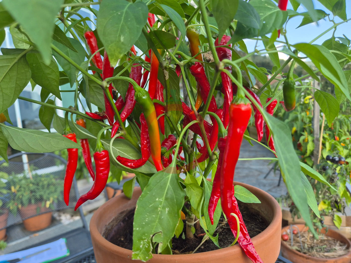 Bangala DER TOMATENFLÜSTERER