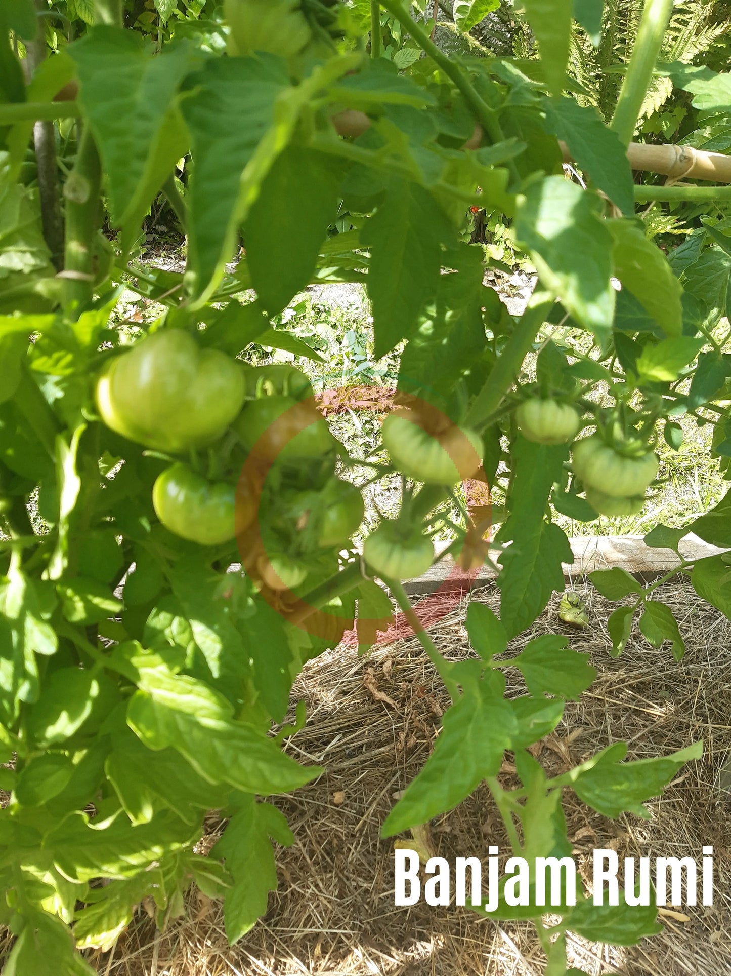 Banjam Rumi DER TOMATENFLÜSTERER