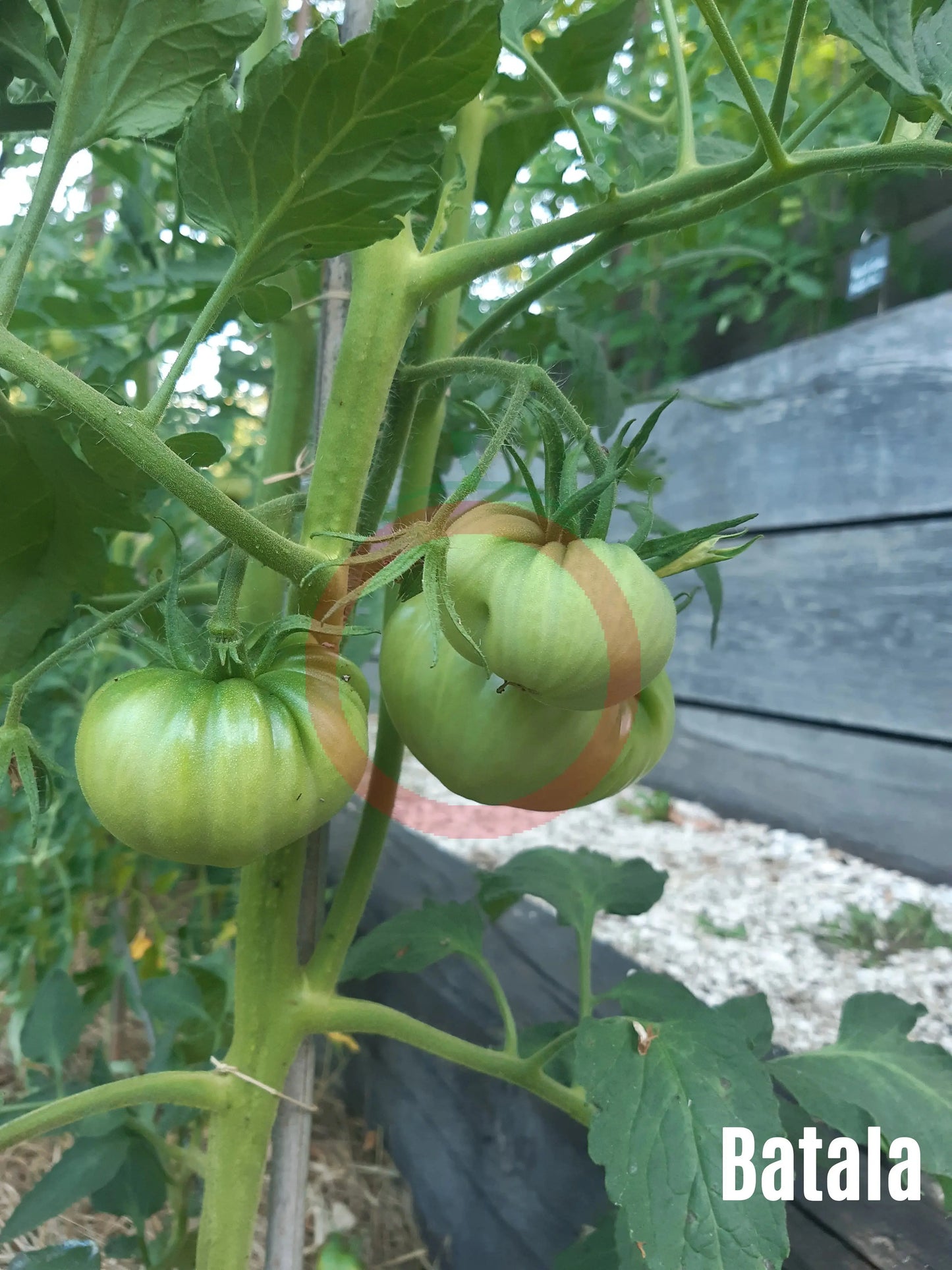 Batala DER TOMATENFLÜSTERER