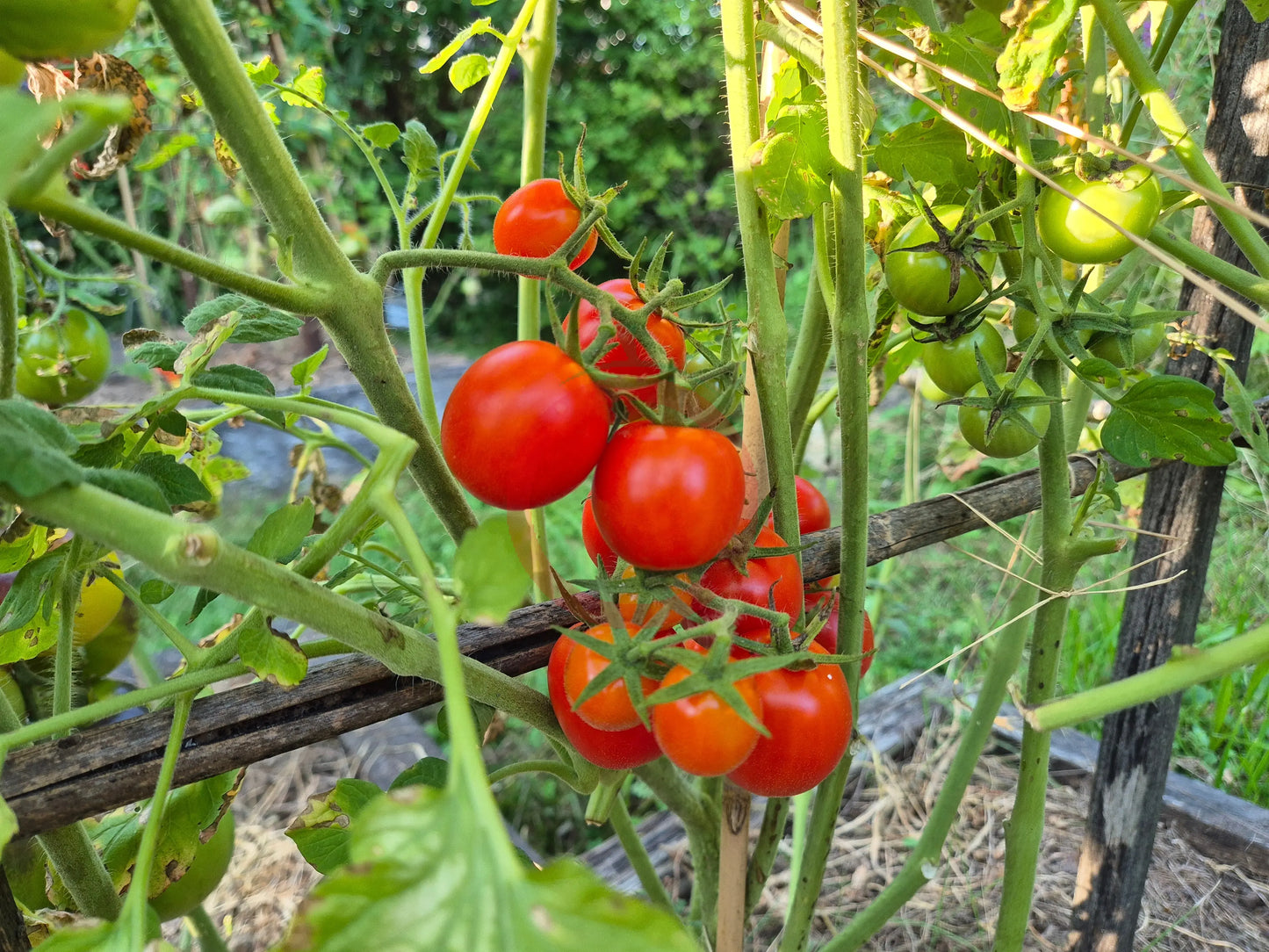 Baxter´s Early Bush Cherry DER TOMATENFLÜSTERER