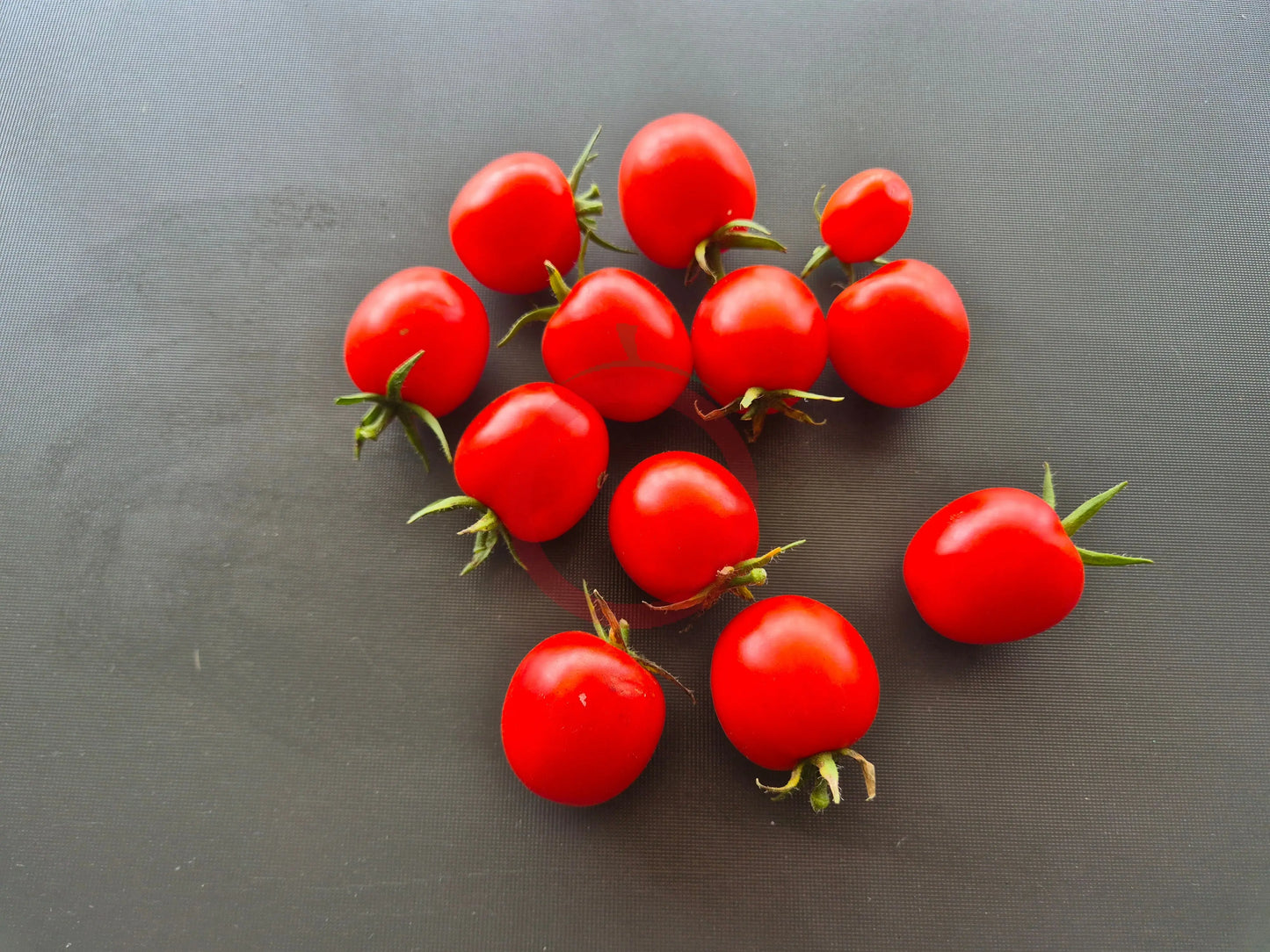 Baxter´s Early Bush Cherry DER TOMATENFLÜSTERER