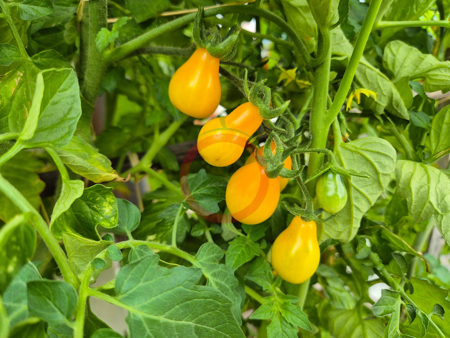 Beam´s Yellow Pear DER TOMATENFLÜSTERER