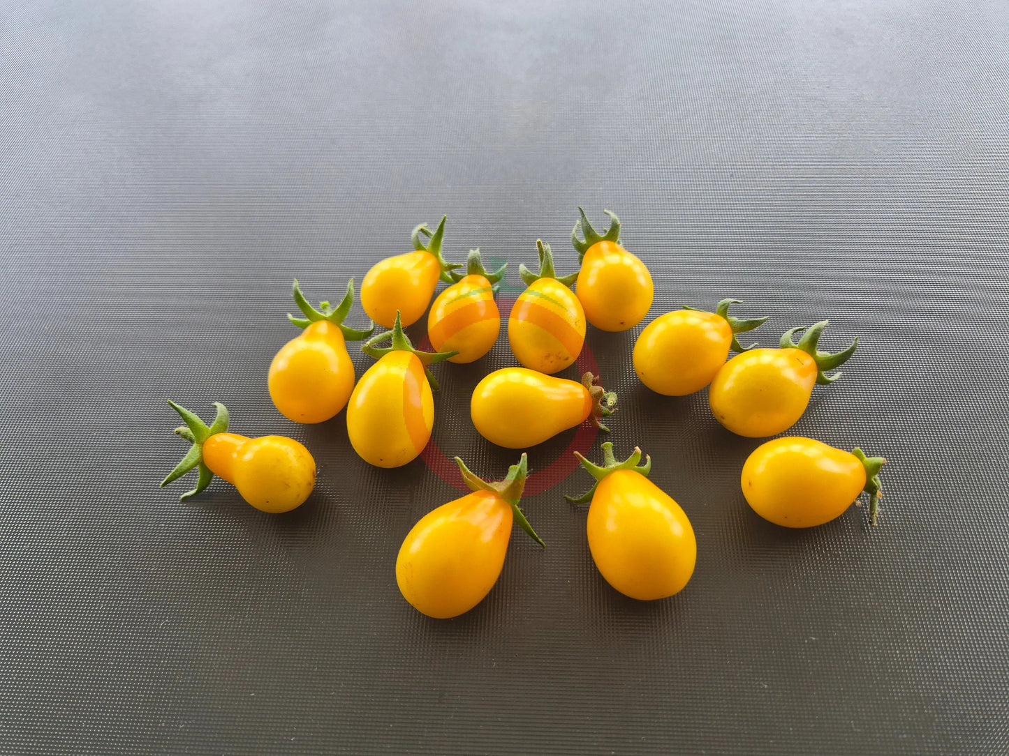 Beam´s Yellow Pear DER TOMATENFLÜSTERER