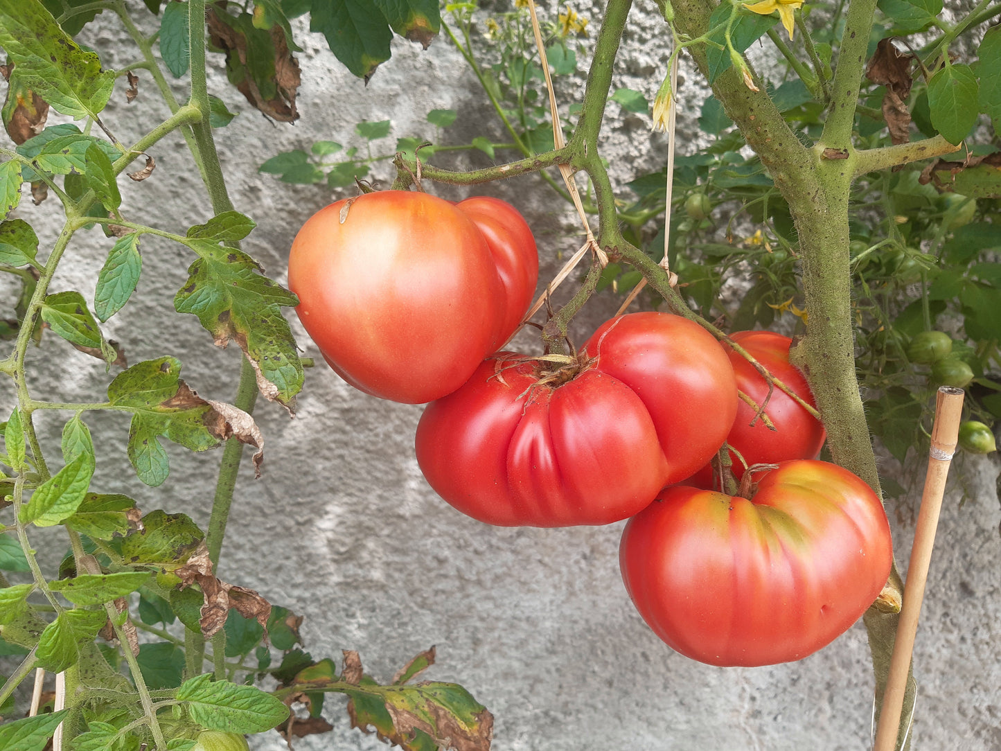 Bear Claw DER TOMATENFLÜSTERER