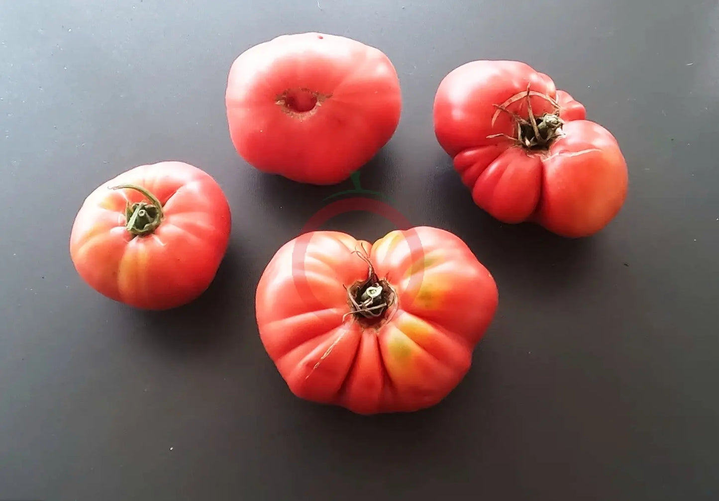 Bear Claw DER TOMATENFLÜSTERER
