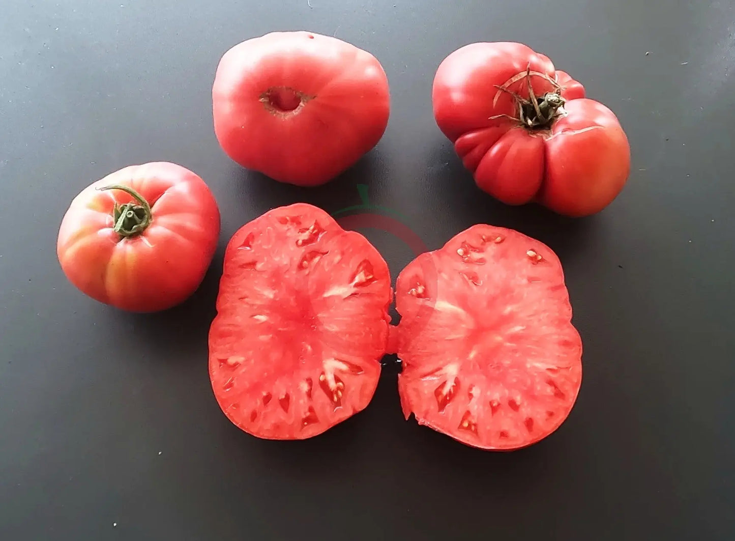 Bear Claw DER TOMATENFLÜSTERER