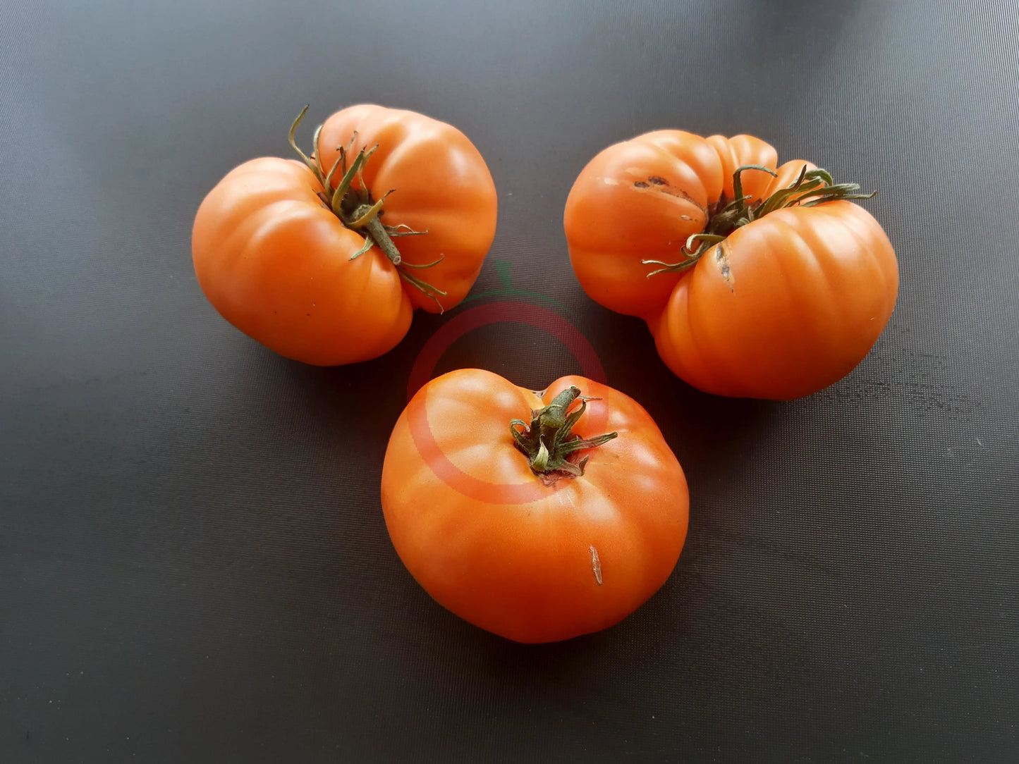 Bear Wallow Canary DER TOMATENFLÜSTERER