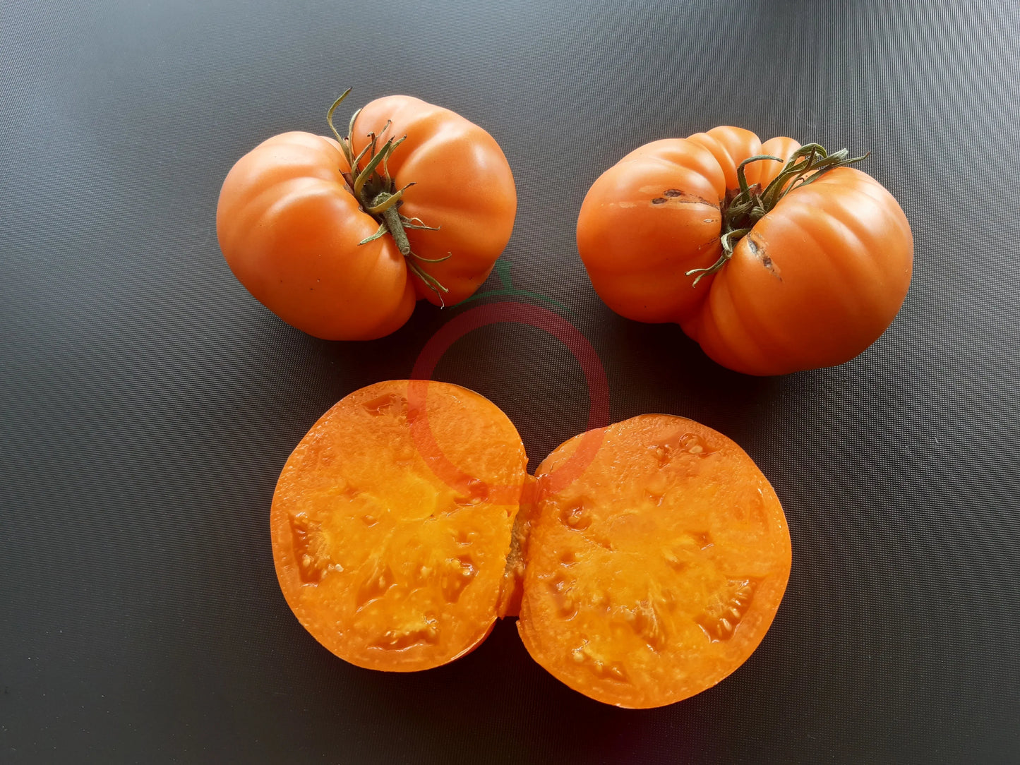 Bear Wallow Canary DER TOMATENFLÜSTERER