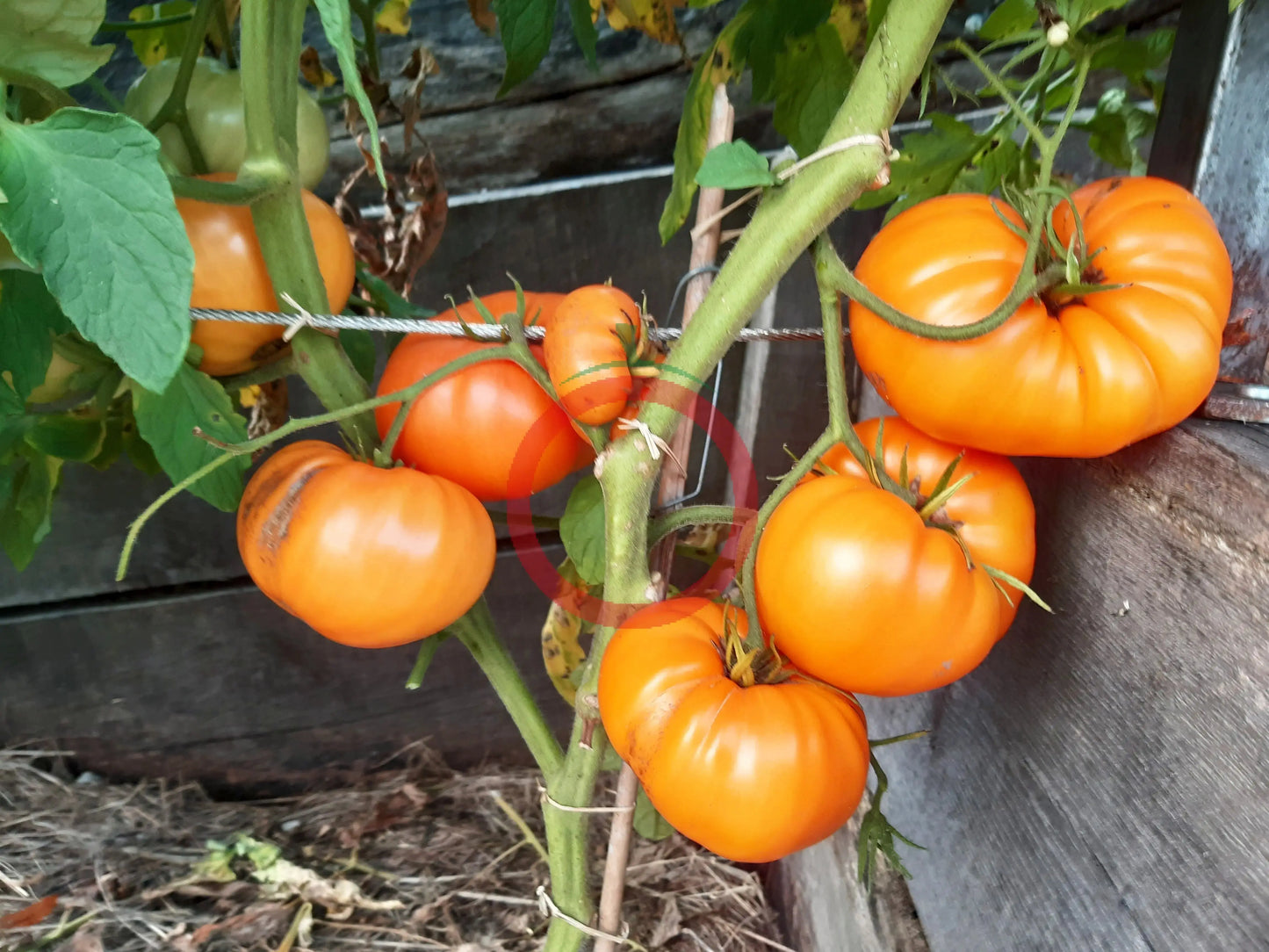 Bear Wallow Canary DER TOMATENFLÜSTERER