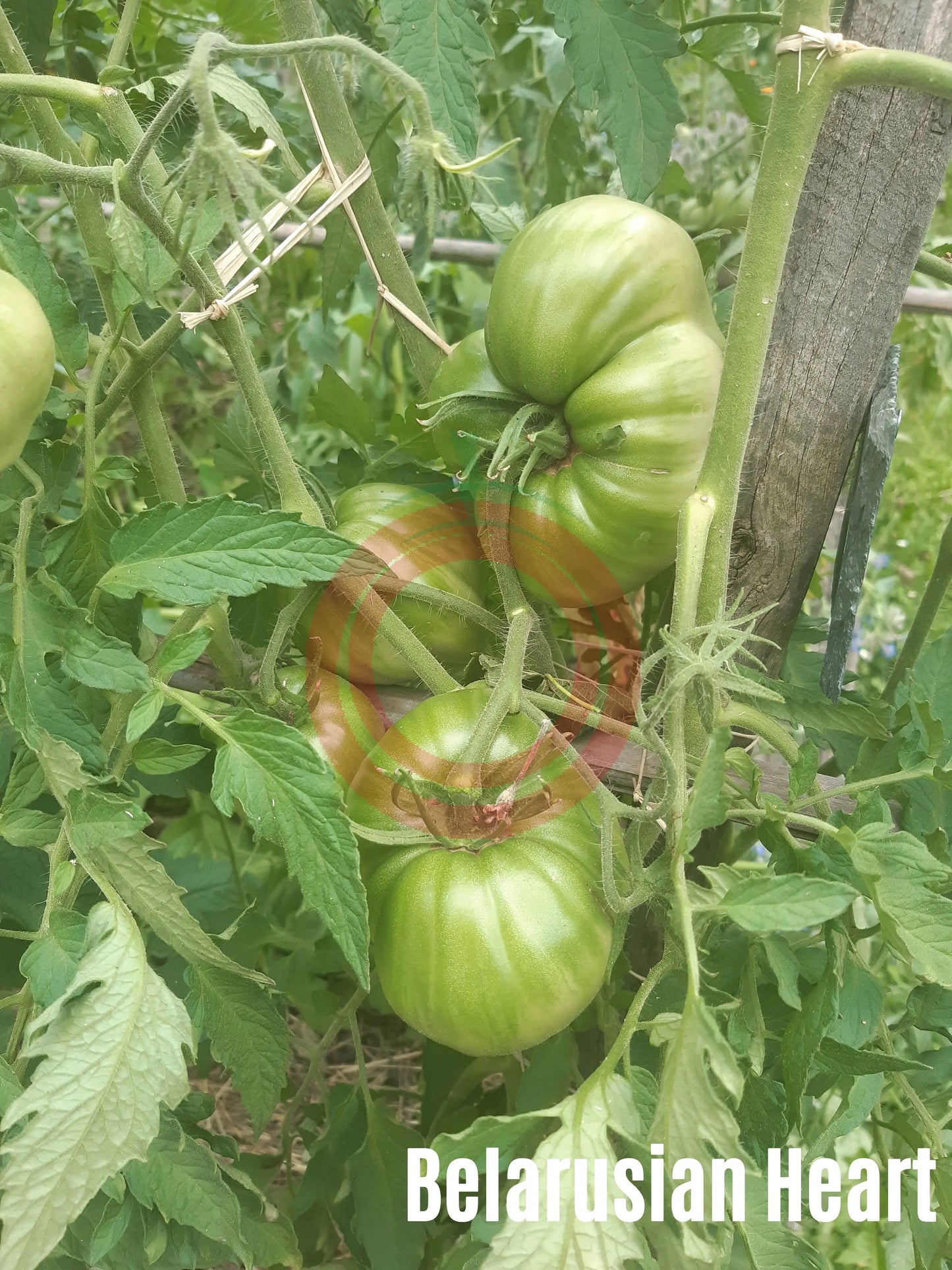 Belarusian Heart DER TOMATENFLÜSTERER