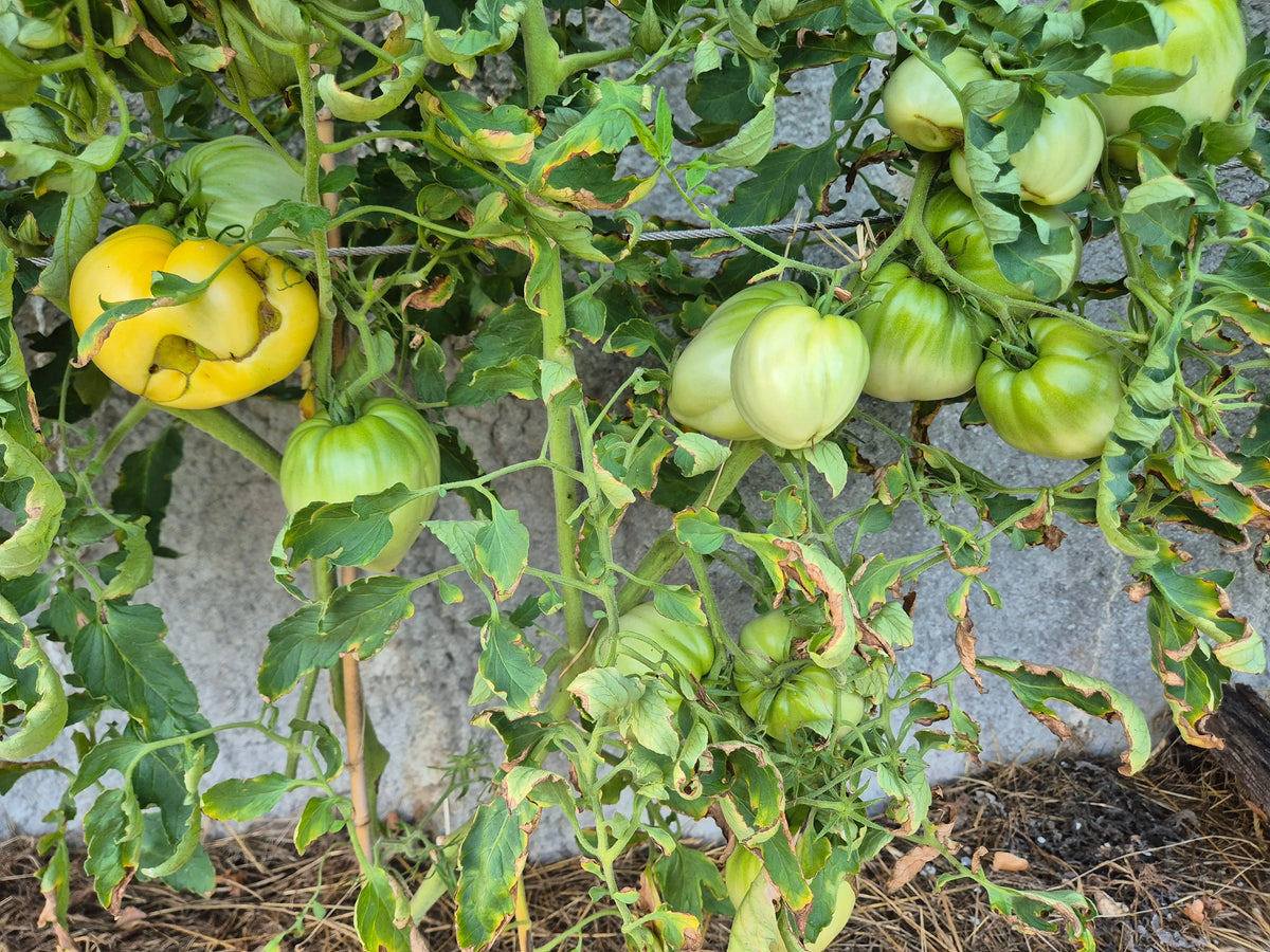 Belaya Vishnya DER TOMATENFLÜSTERER