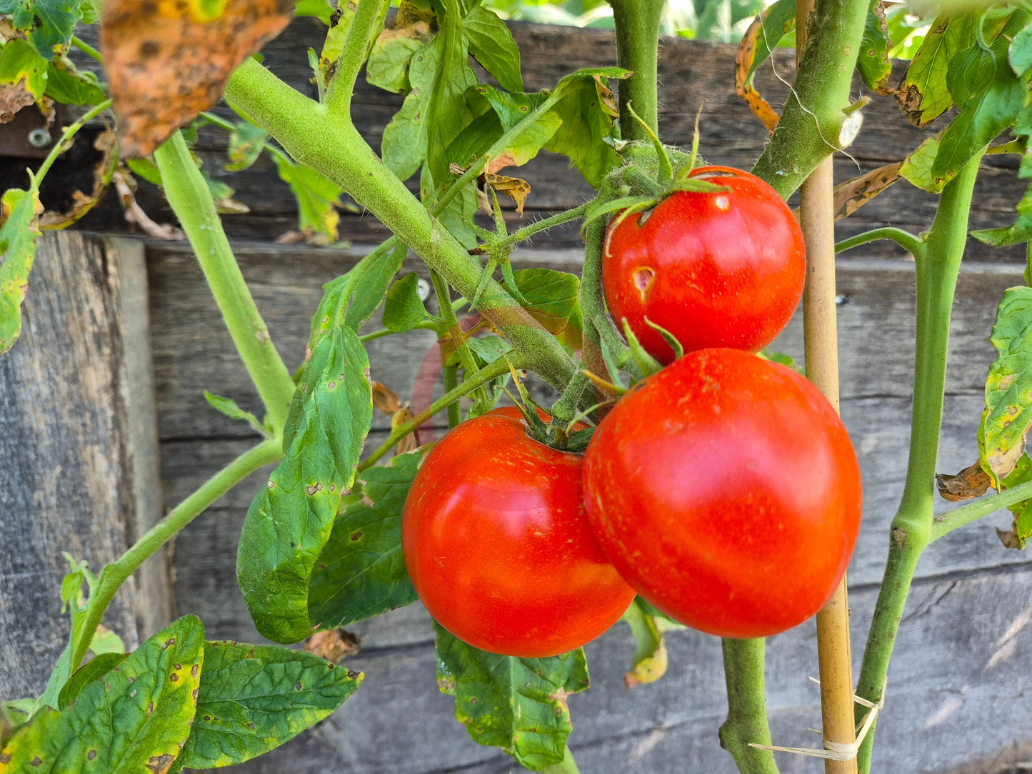 Belle Fille des Maraichers DER TOMATENFLÜSTERER