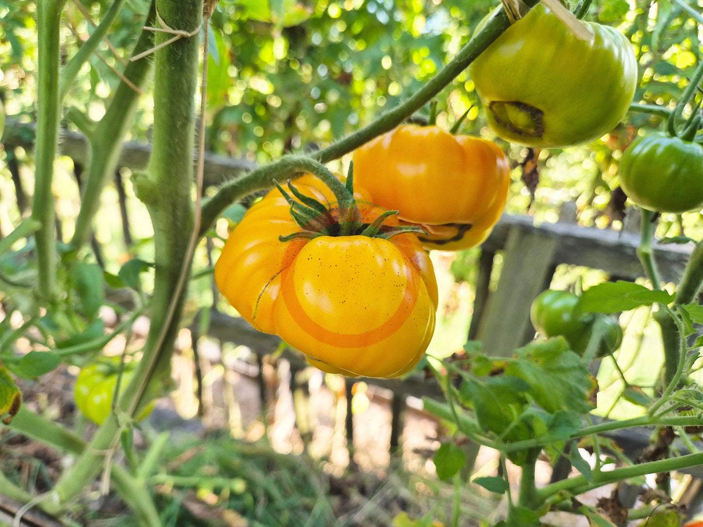 Belle Maurinoise Jaune DER TOMATENFLÜSTERER