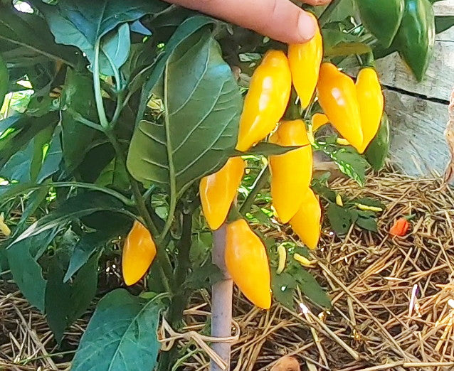 Beni Highland DER TOMATENFLÜSTERER