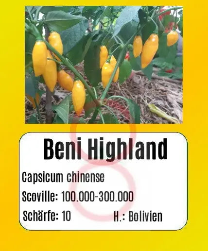 Beni Highland DER TOMATENFLÜSTERER