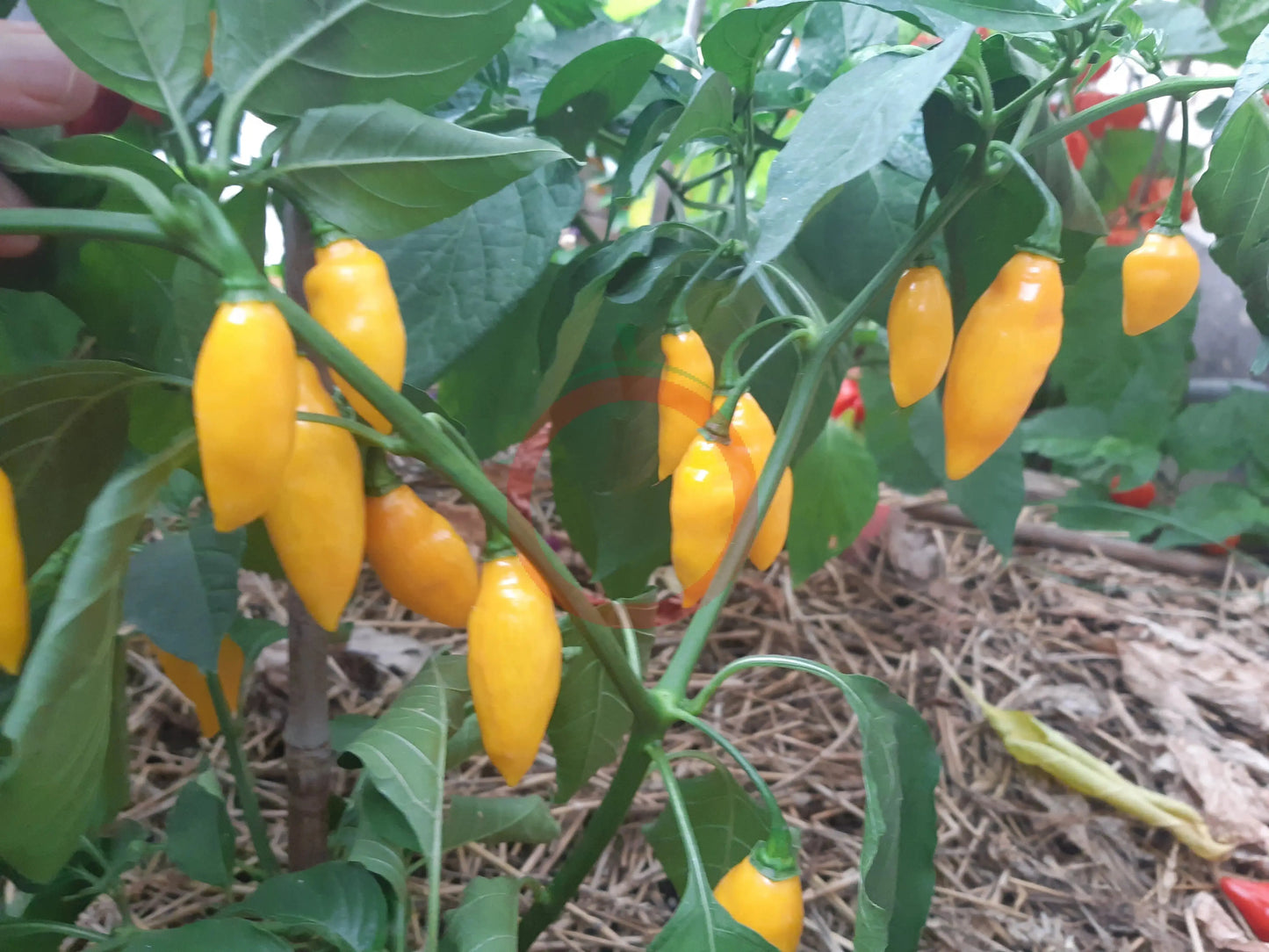 Beni Highland DER TOMATENFLÜSTERER