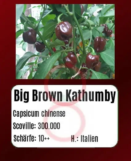 Big Brown Kathumby DER TOMATENFLÜSTERER