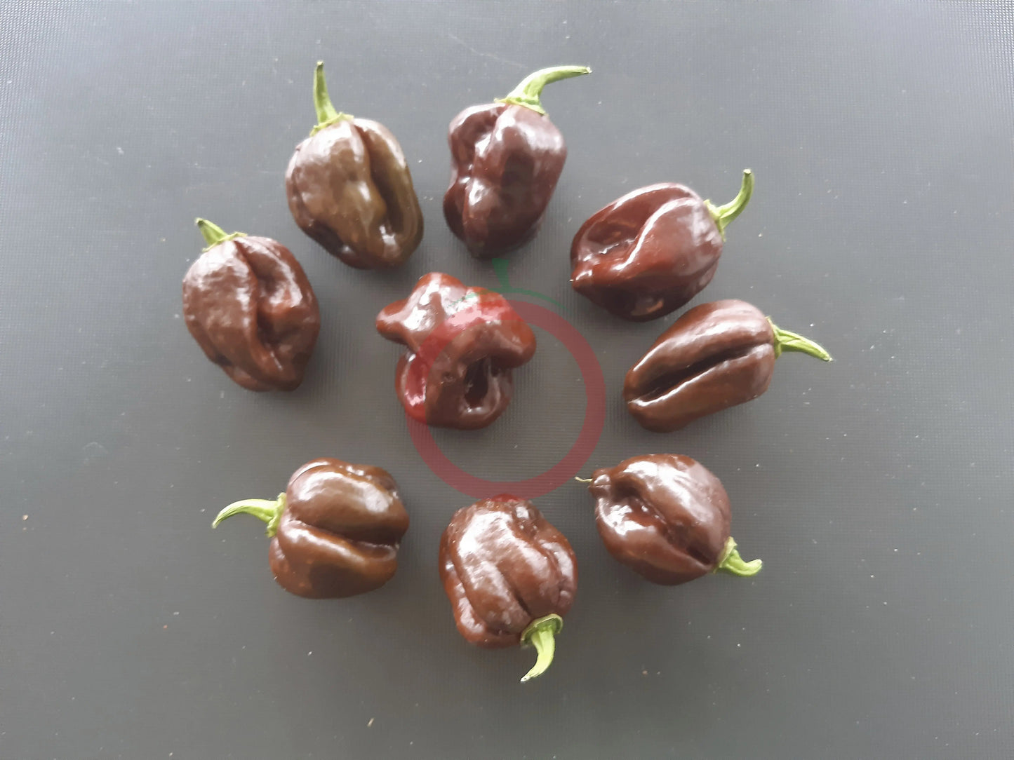 Big Brown Kathumby DER TOMATENFLÜSTERER