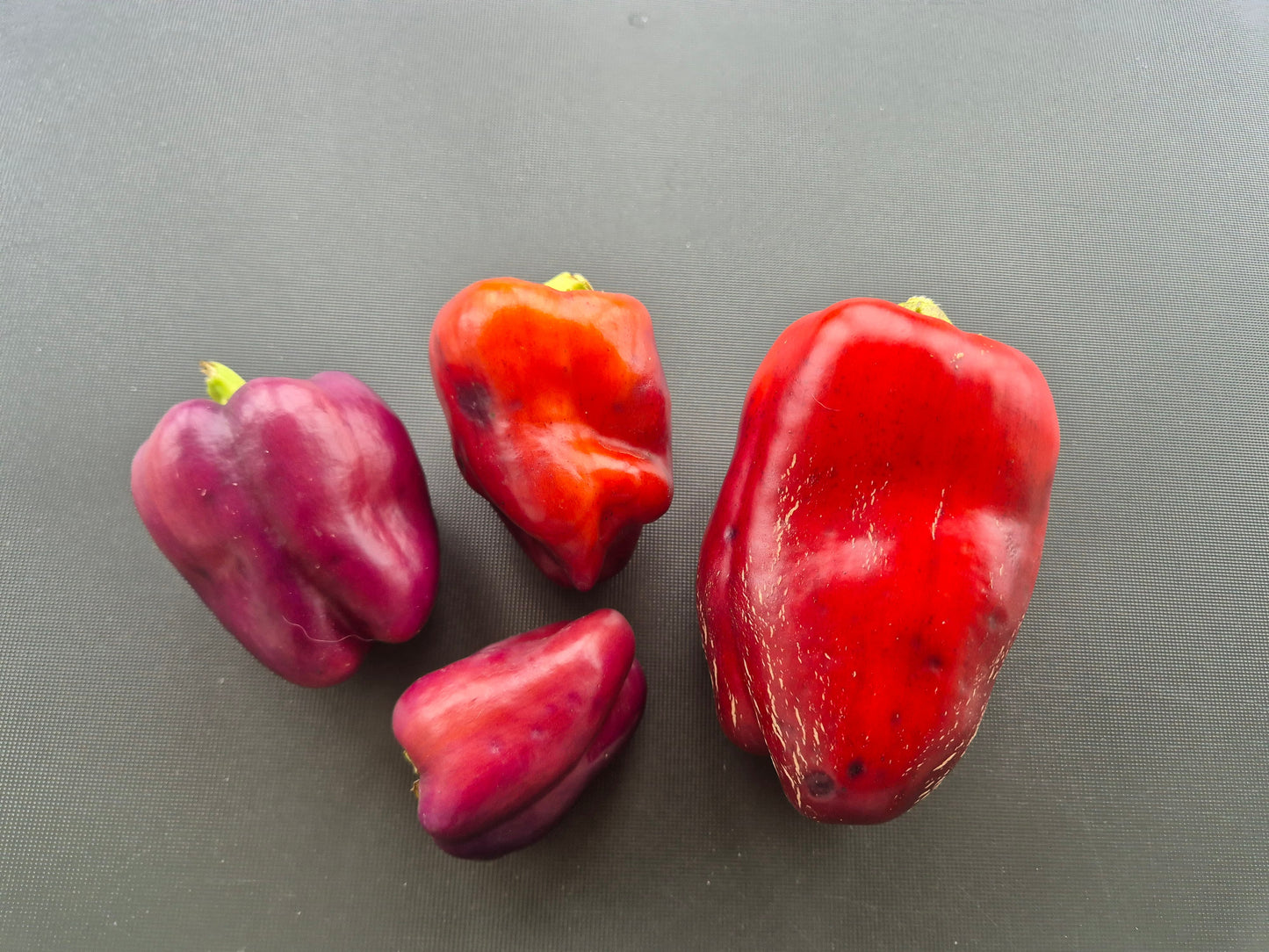 Big Daddy DER TOMATENFLÜSTERER