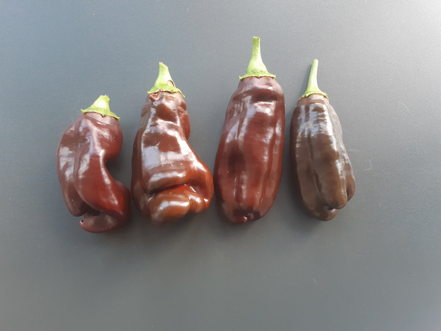 Big Sweet Chocolate DER TOMATENFLÜSTERER