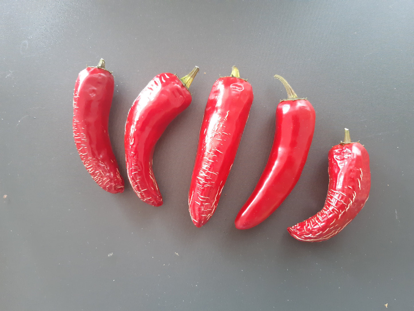 Biker´s Bill Jalapeno DER TOMATENFLÜSTERER