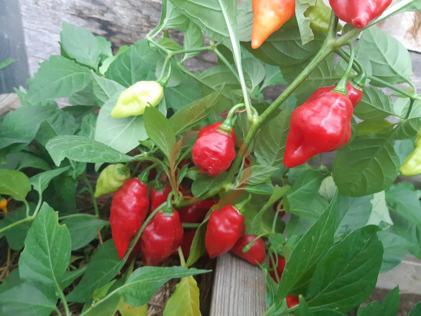 Billy Goat DER TOMATENFLÜSTERER