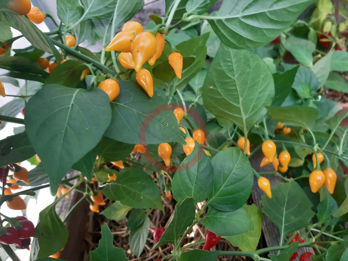 Biquinho Airetama DER TOMATENFLÜSTERER