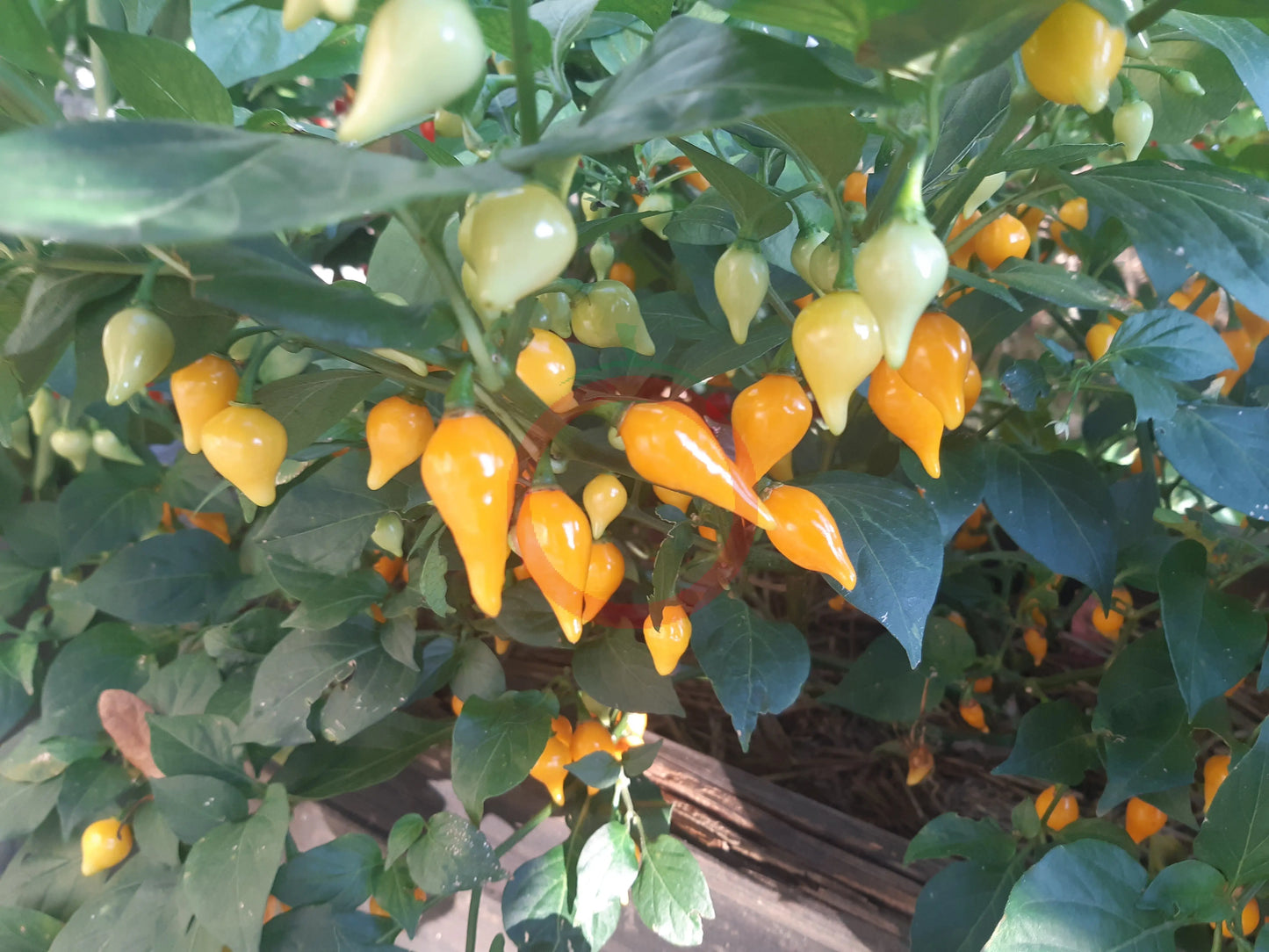 Biquinho Amarelo DER TOMATENFLÜSTERER
