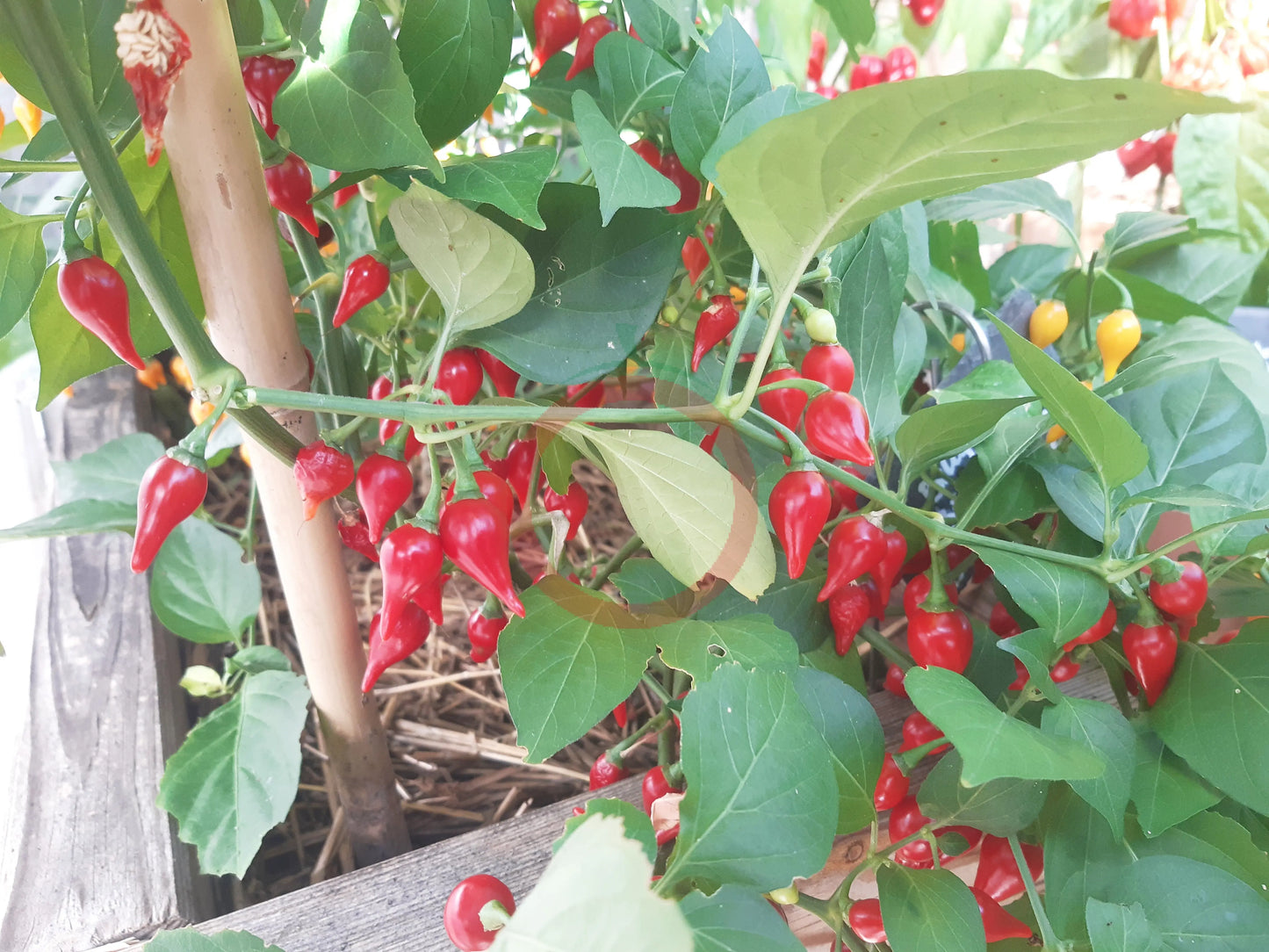 Biquinho Iracema DER TOMATENFLÜSTERER