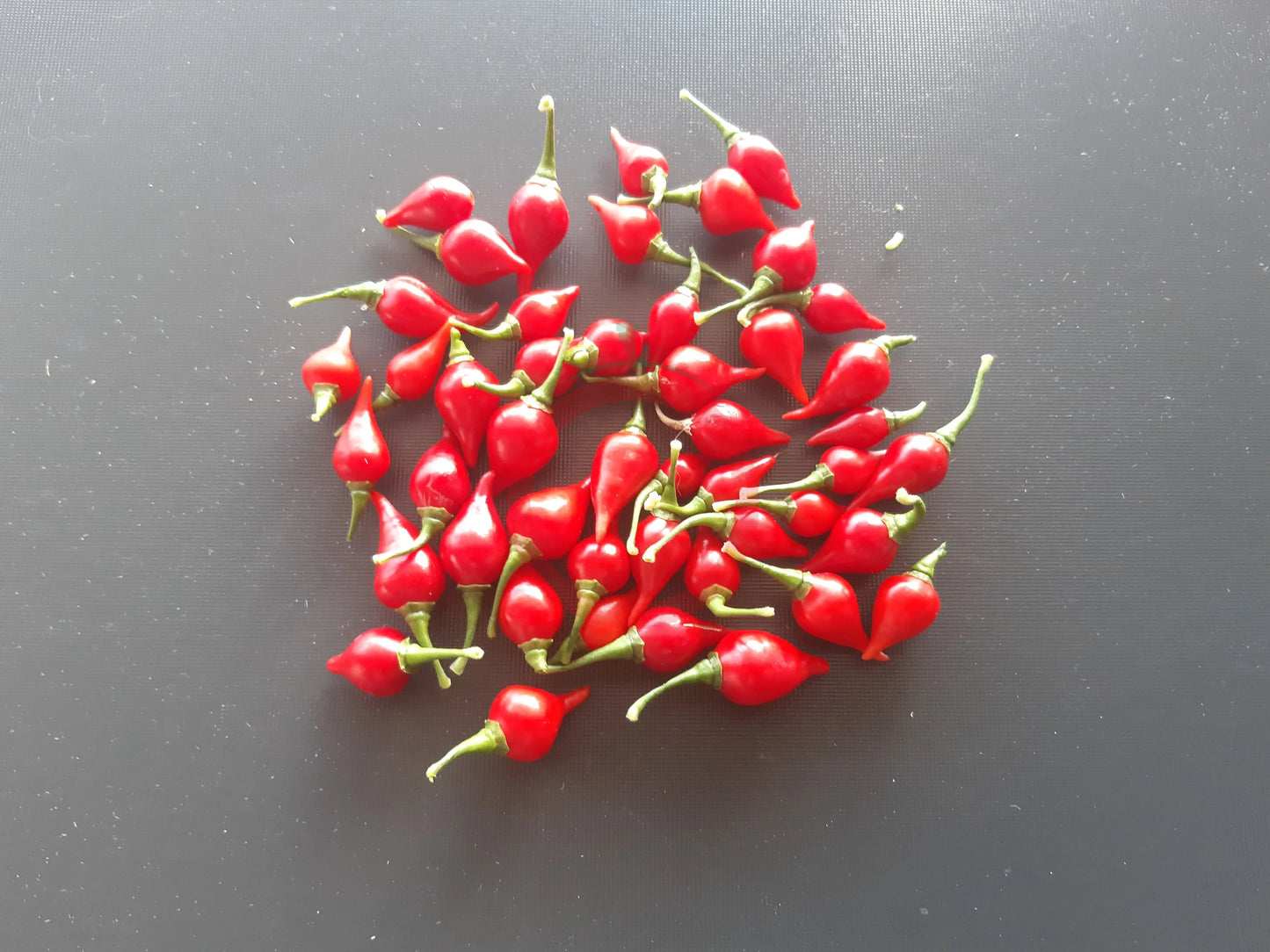 Biquinho Iracema DER TOMATENFLÜSTERER