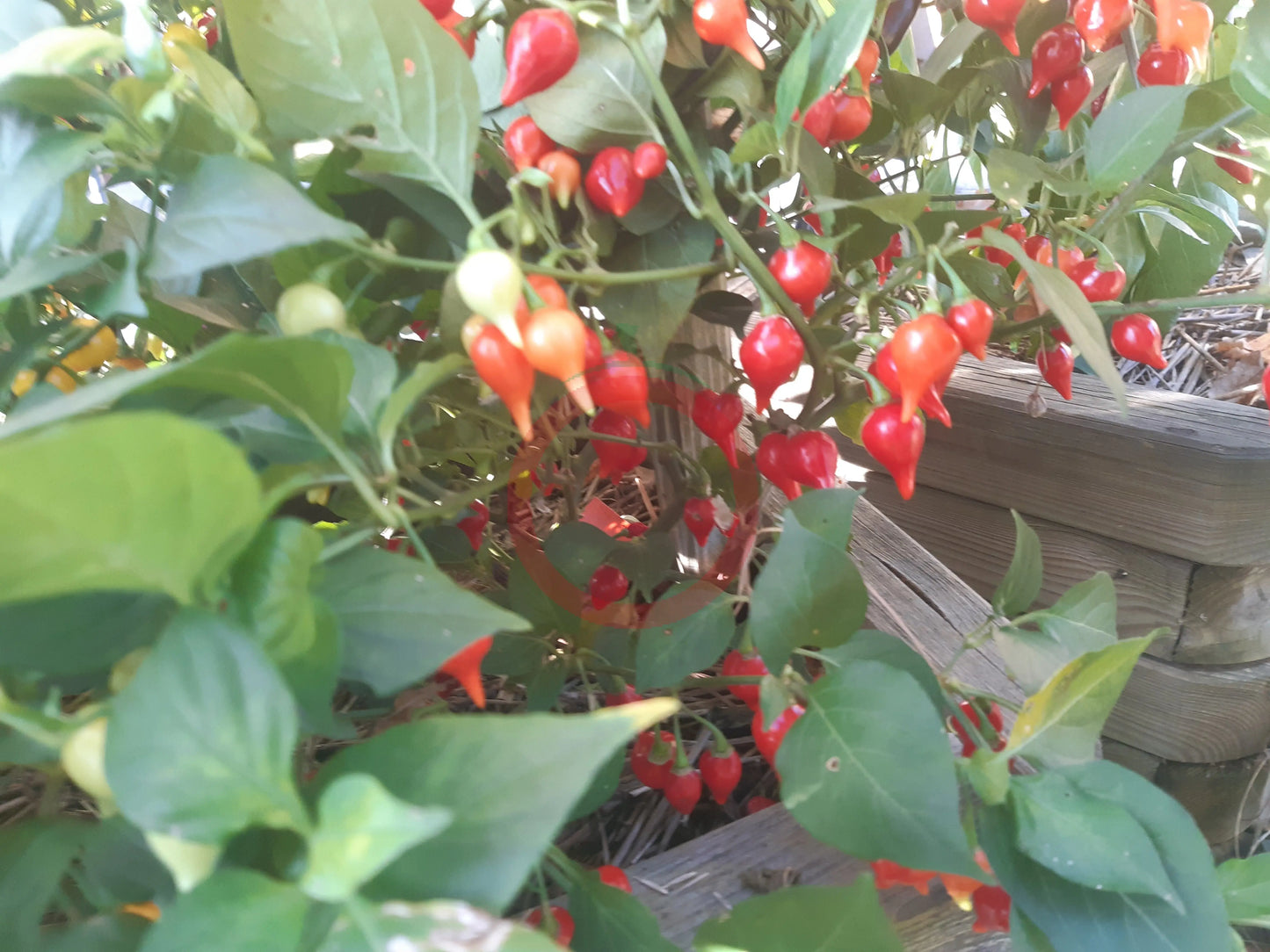 Biquinho Vermehlo DER TOMATENFLÜSTERER