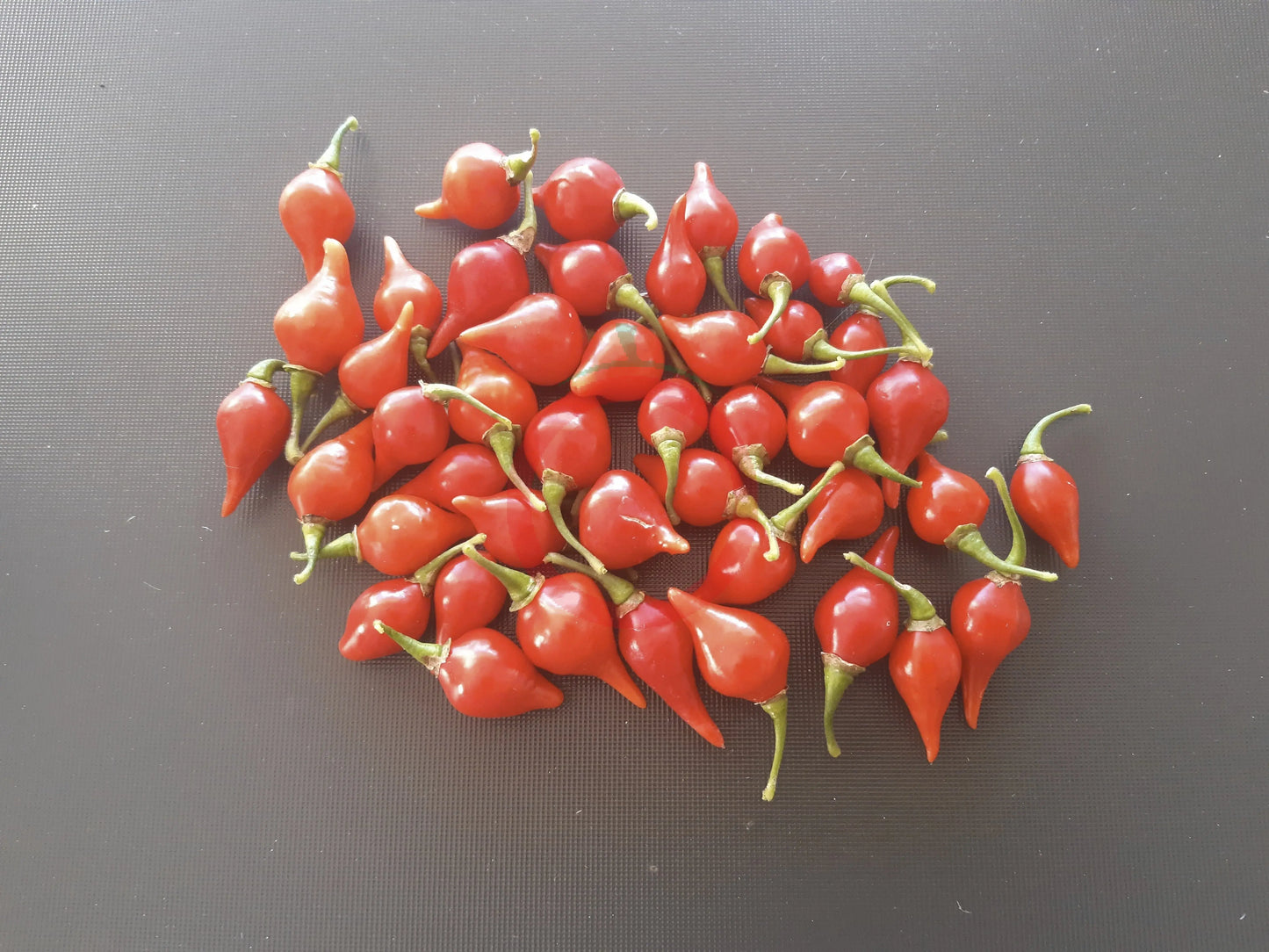 Biquinho Vermehlo DER TOMATENFLÜSTERER