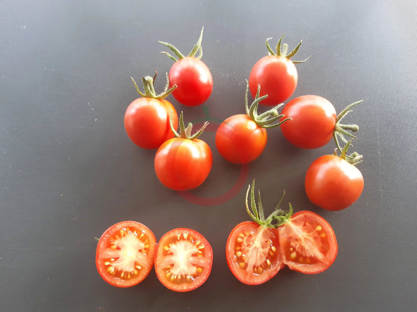 Bison DER TOMATENFLÜSTERER