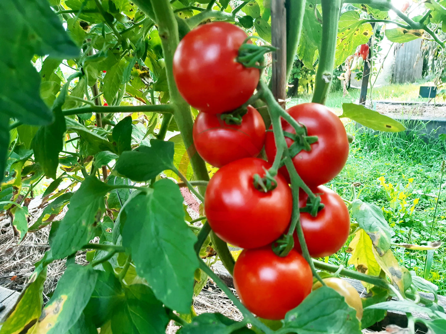 Blaby Special DER TOMATENFLÜSTERER