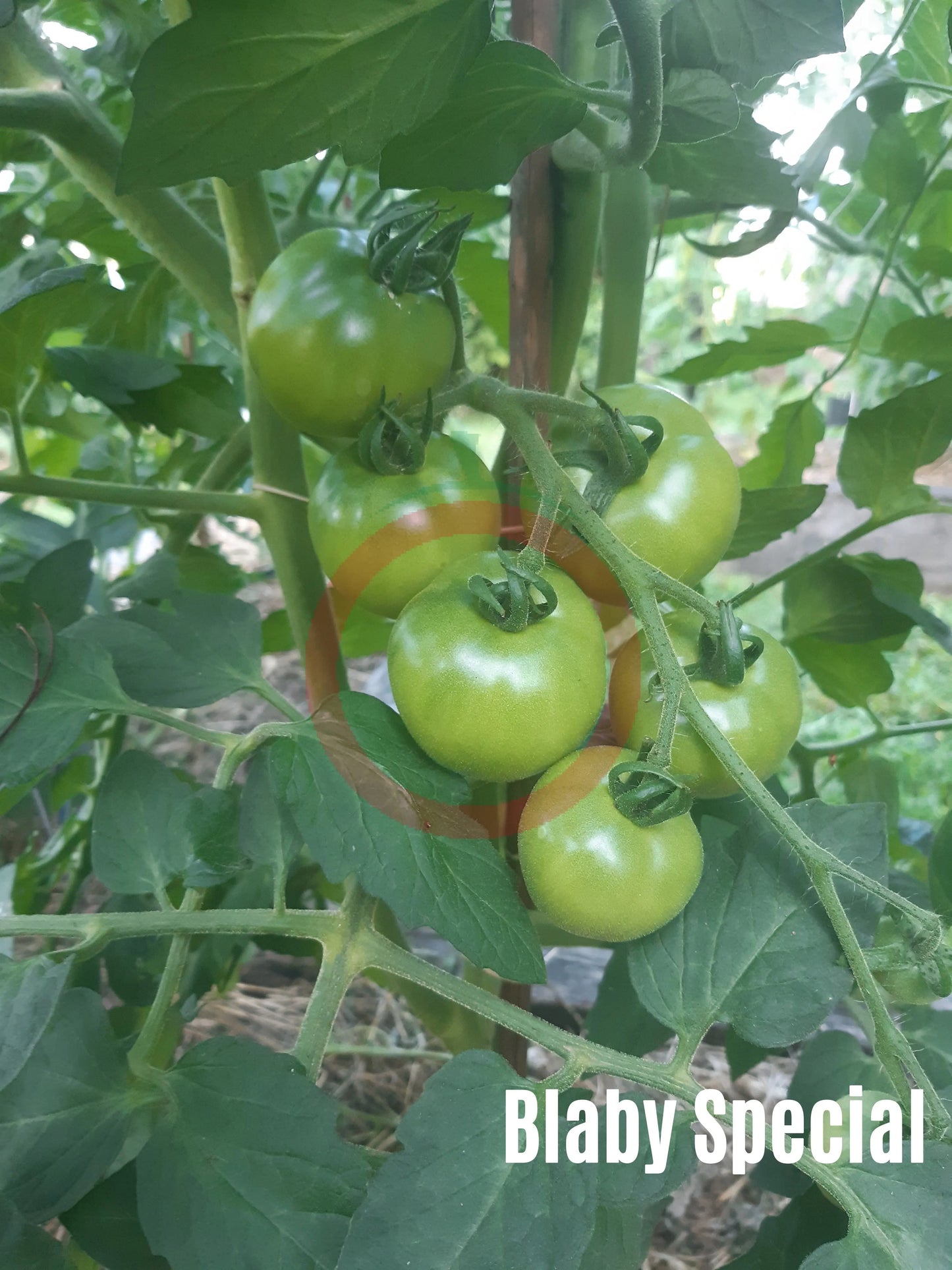 Blaby Special DER TOMATENFLÜSTERER