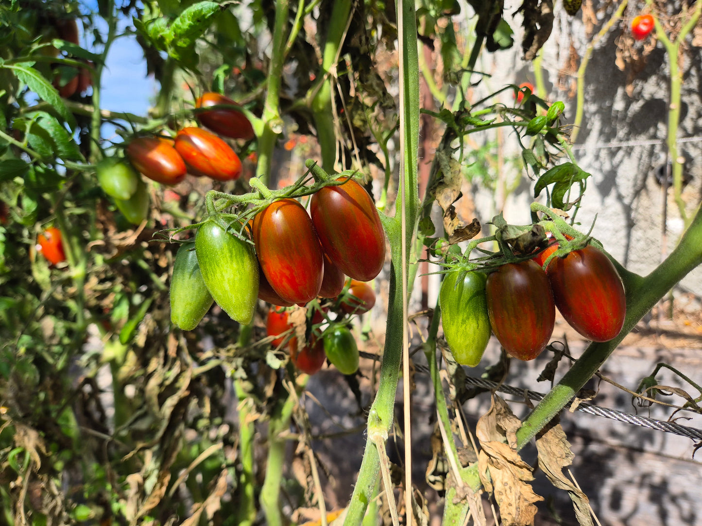 Black Casady DER TOMATENFLÜSTERER