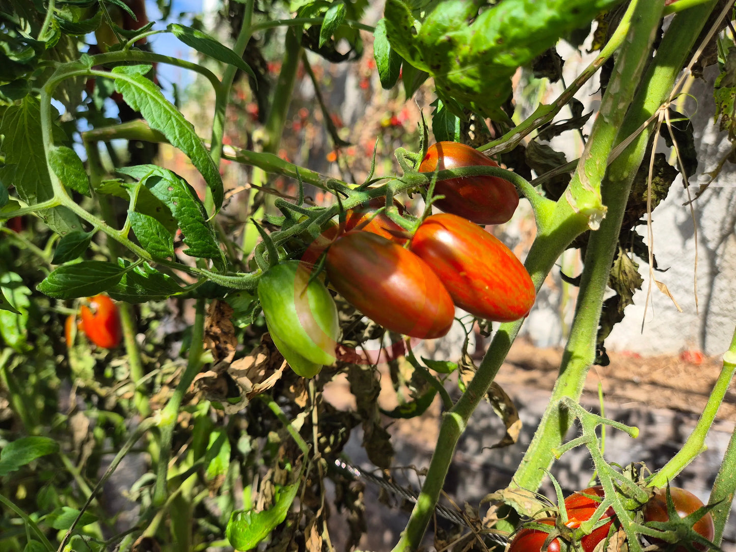 Black Casady DER TOMATENFLÜSTERER