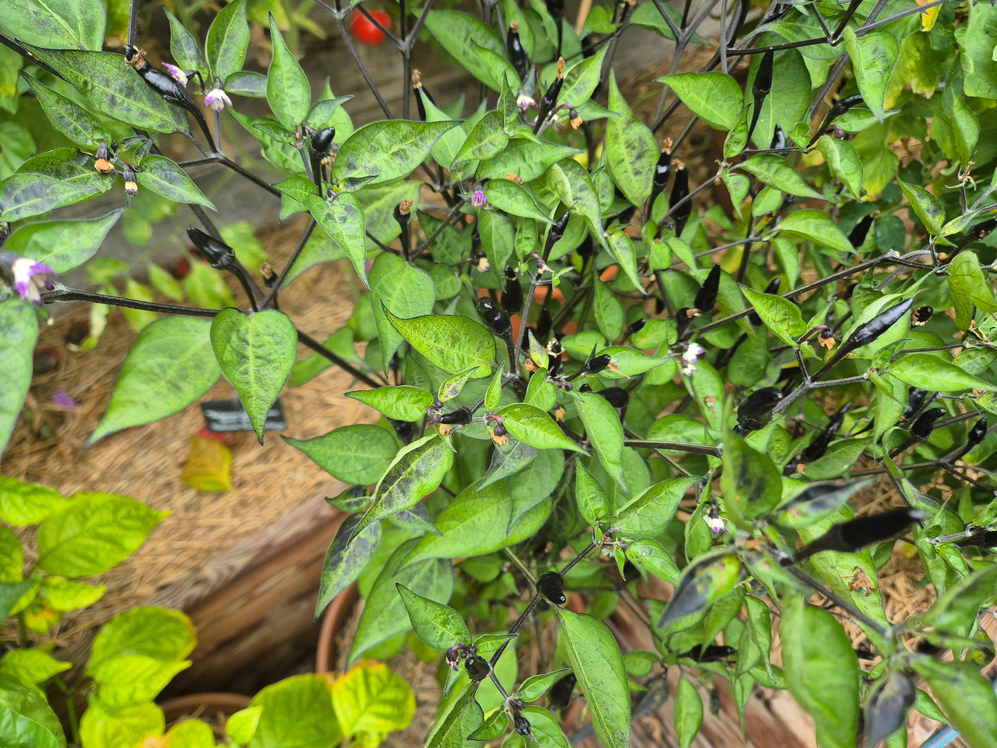 Black Fire DER TOMATENFLÜSTERER