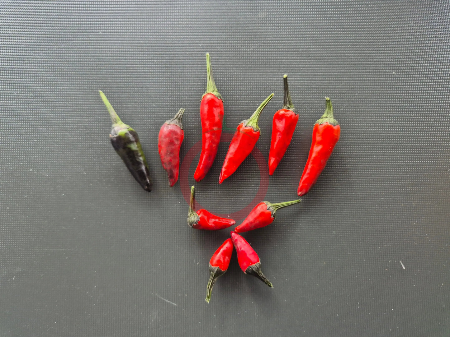 Black Fire DER TOMATENFLÜSTERER