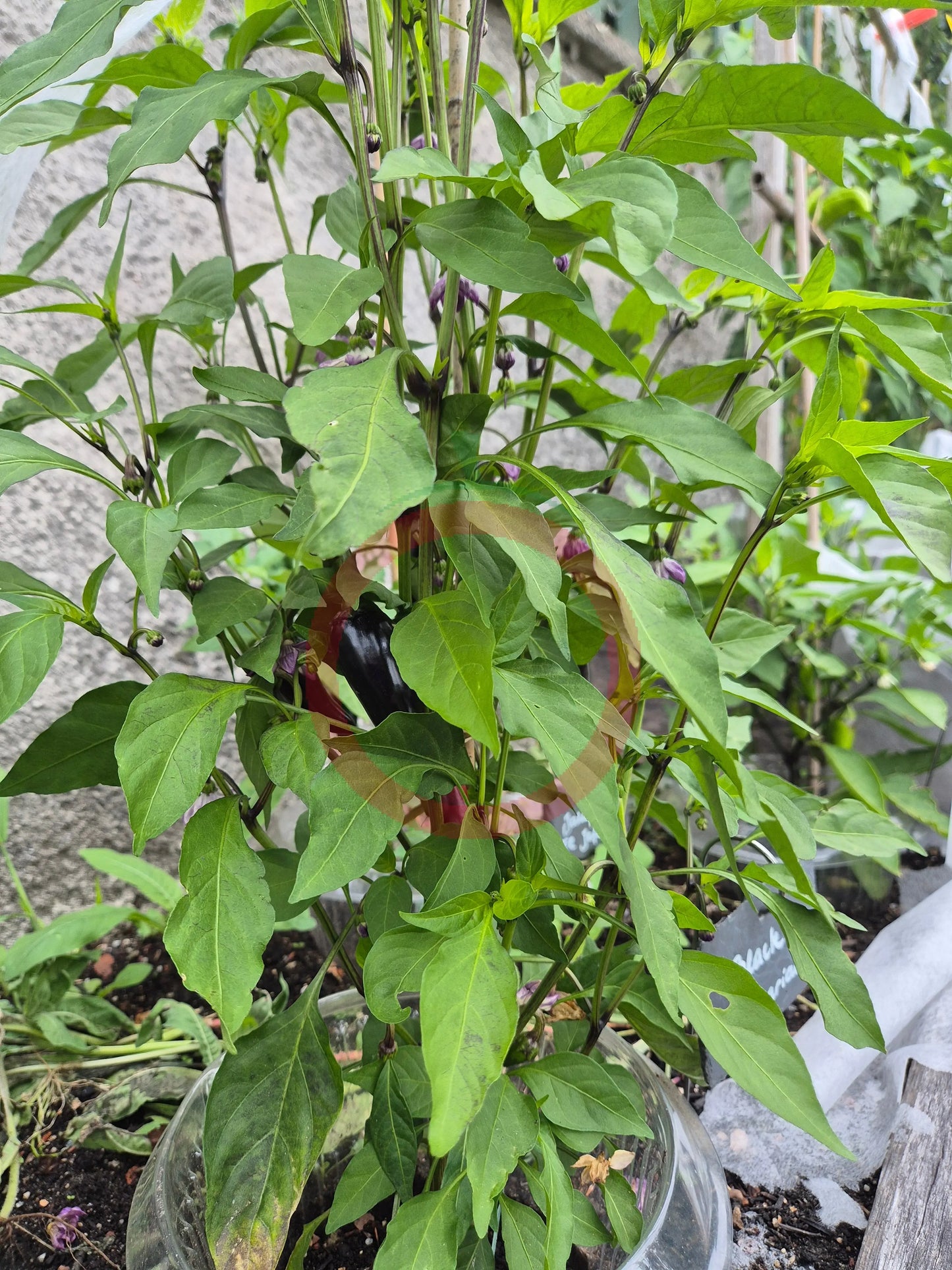 Black Hungarian DER TOMATENFLÜSTERER