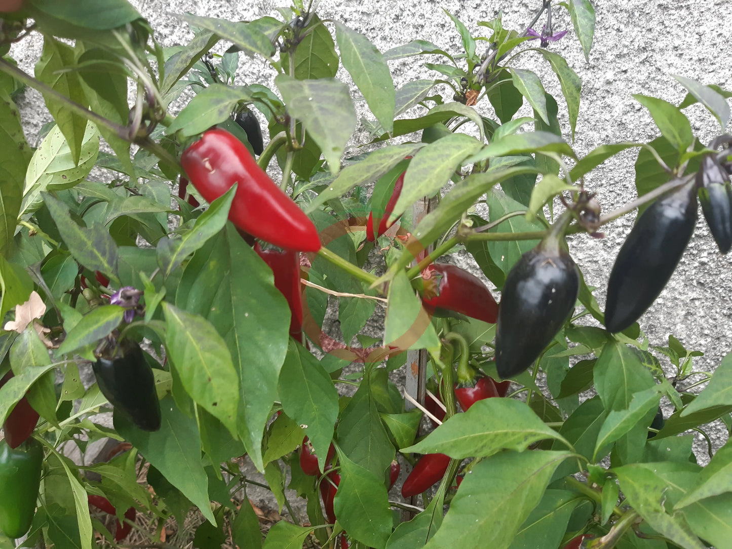 Black Hungarian DER TOMATENFLÜSTERER