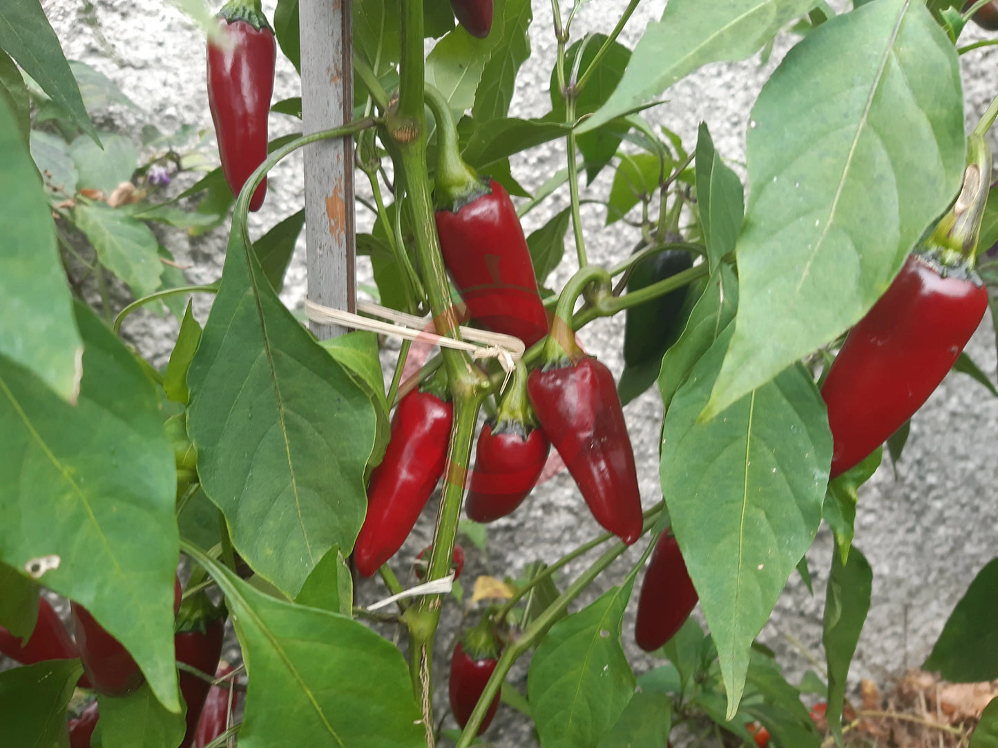 Black Hungarian DER TOMATENFLÜSTERER