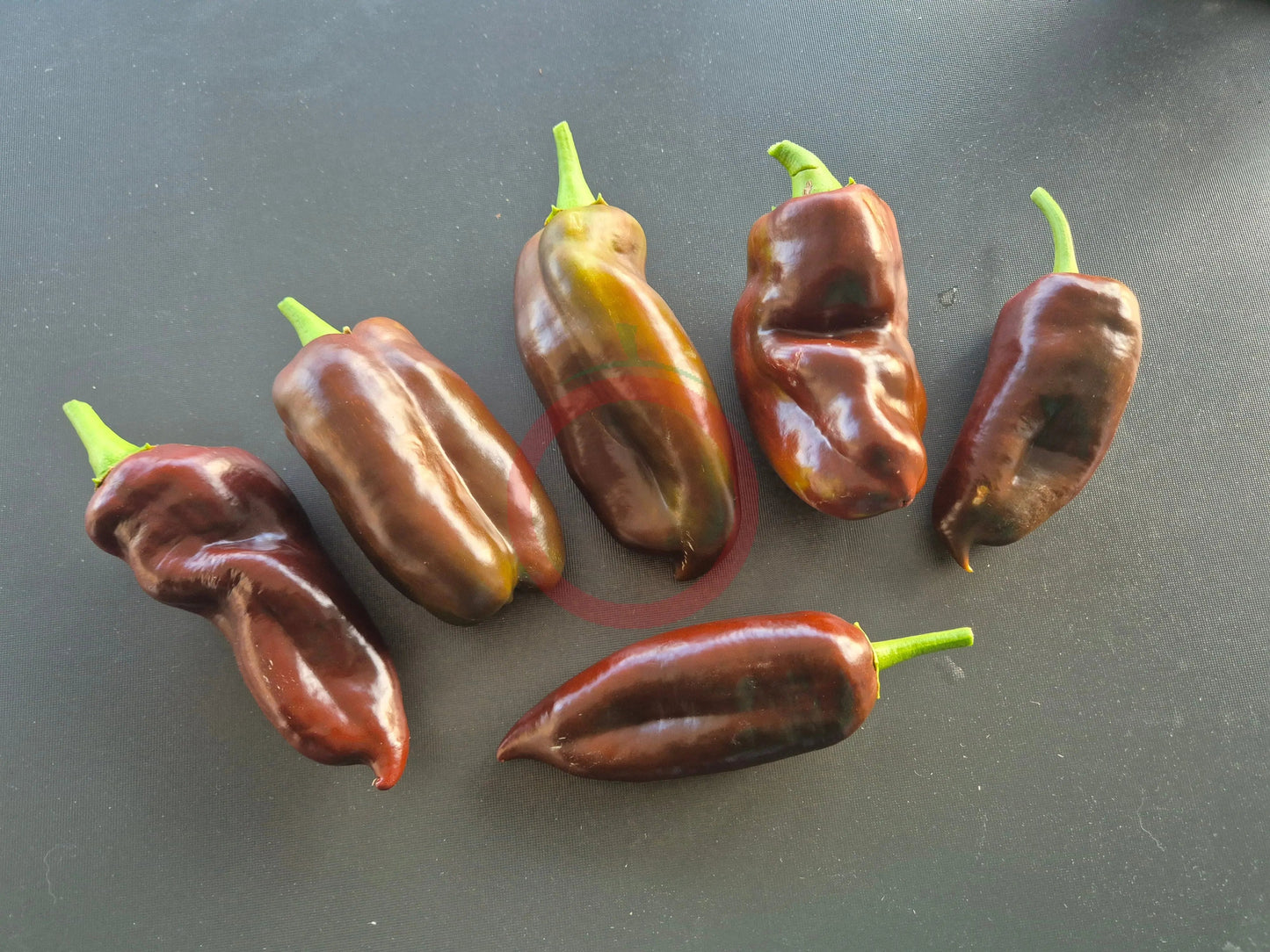 Black Magic DER TOMATENFLÜSTERER